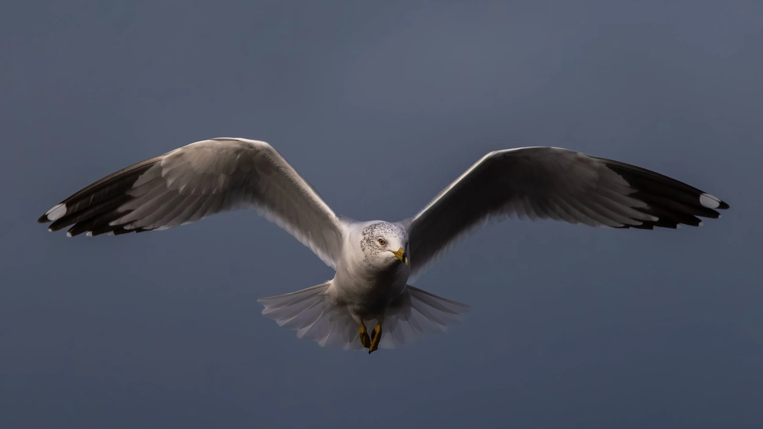 Esther Simplot Park-04.jpg