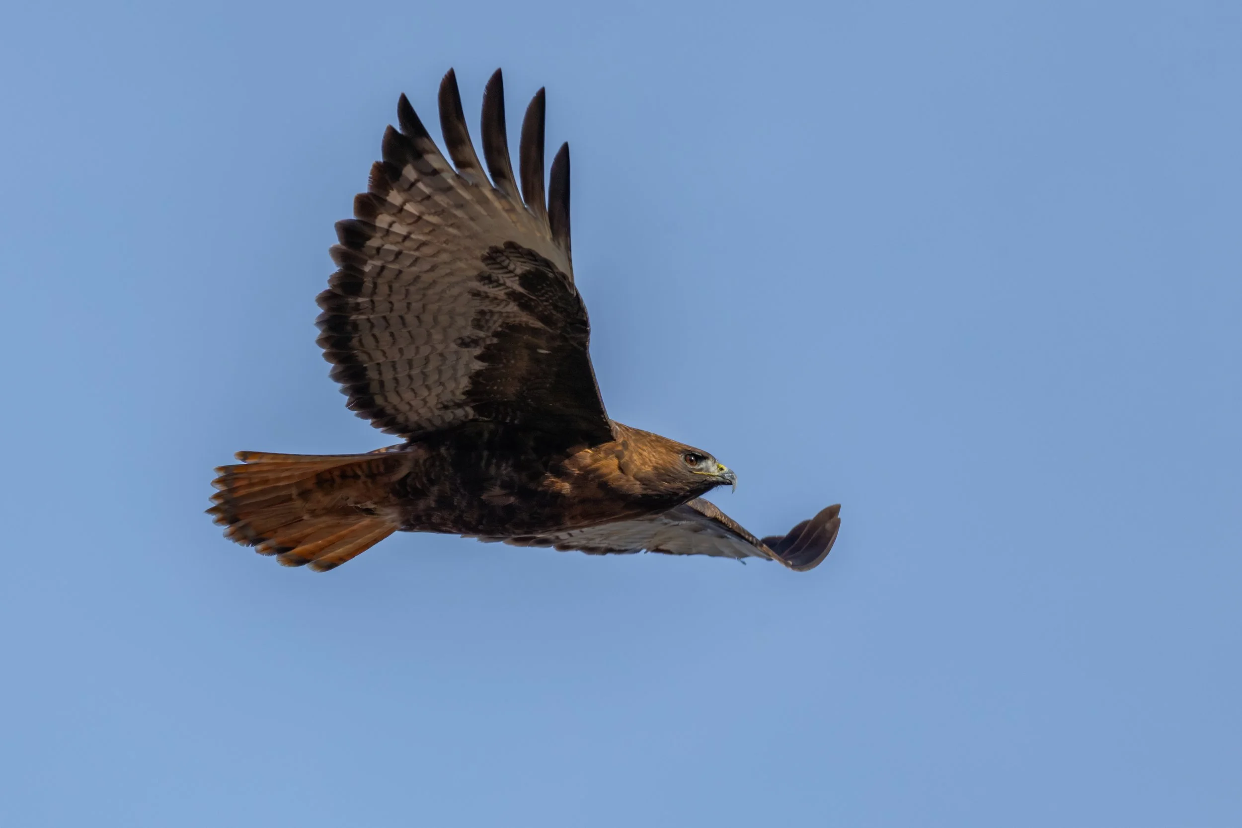 Boise Green Belt - 1-10-26-32.jpg