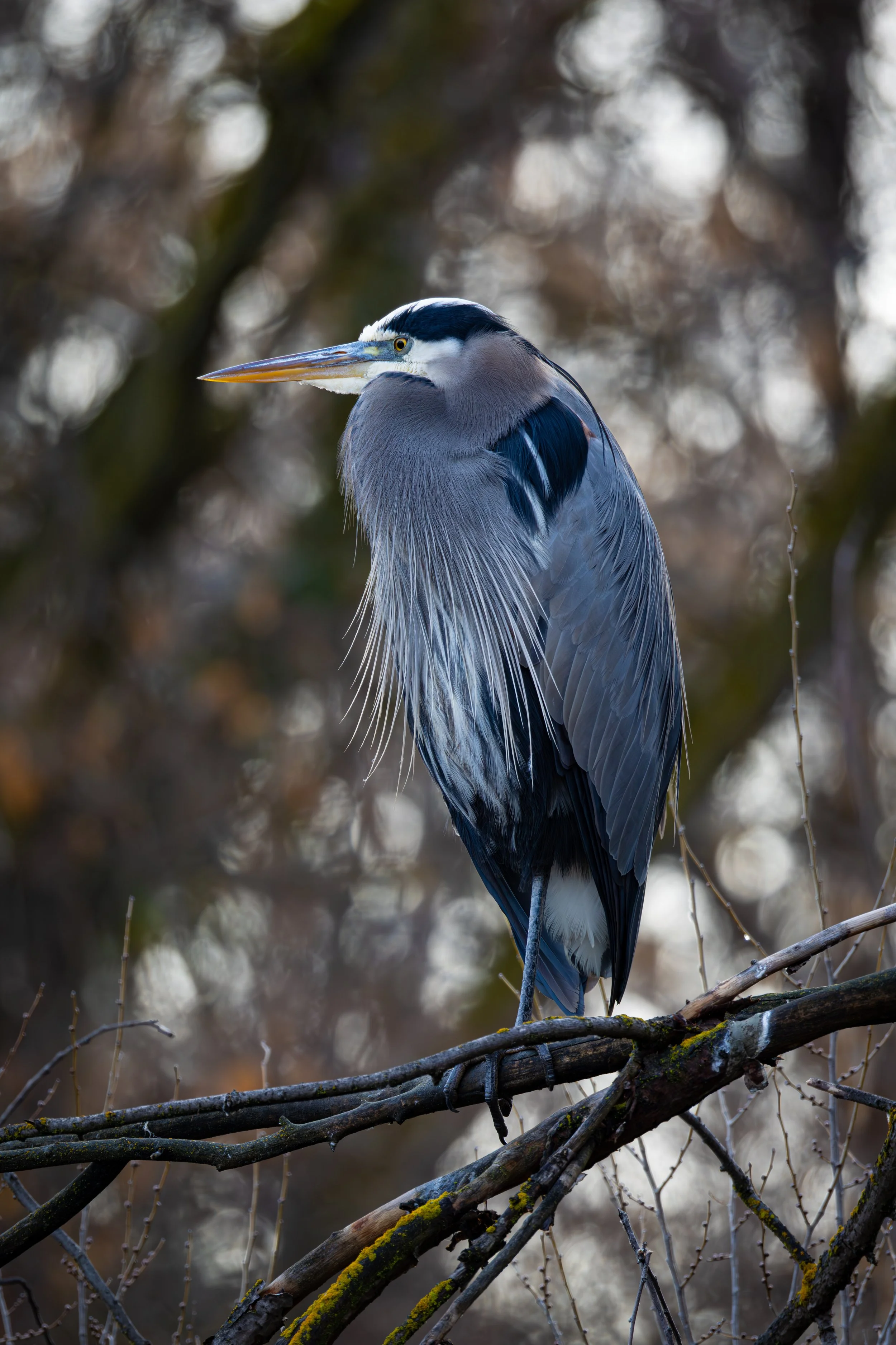 Albertson 12-25-24.jpg