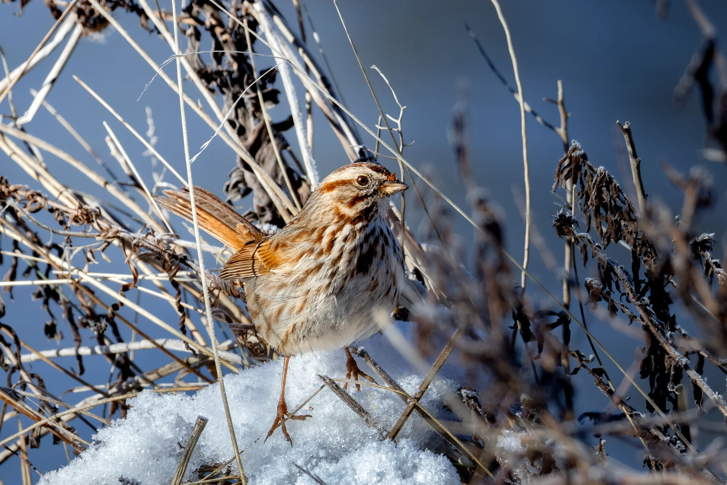 Albertsons 2-8-2025-4.jpg