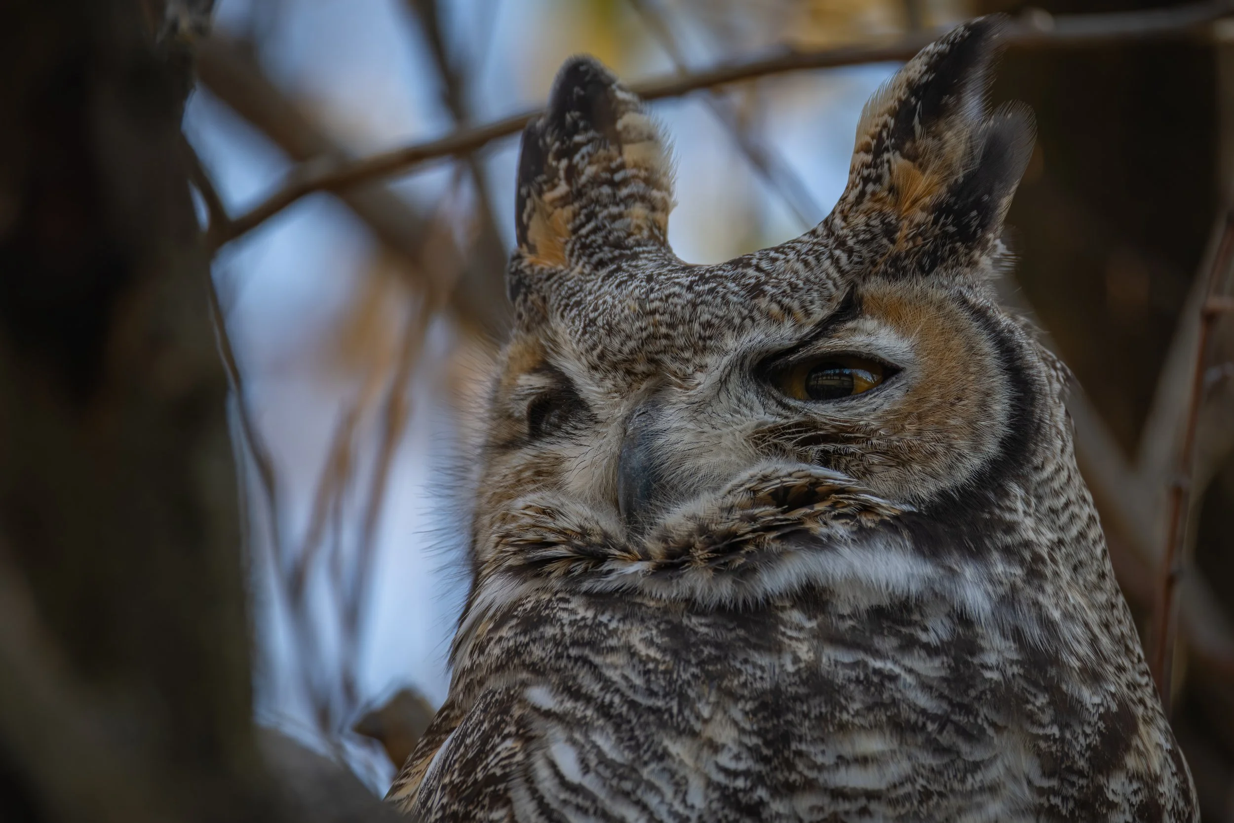 Hidden Springs - 11-15-2025-14.jpg