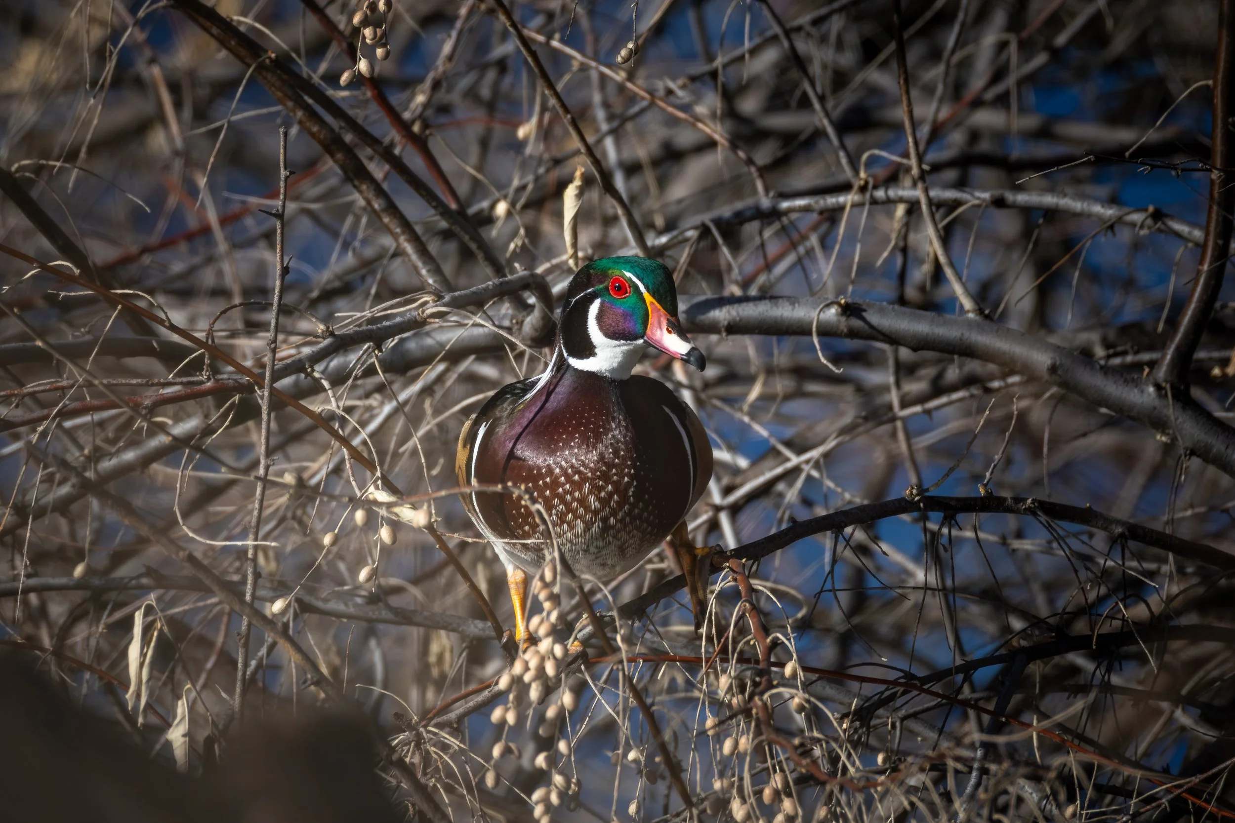 Wilson Springs Pond - 1-24-2026-10.jpg