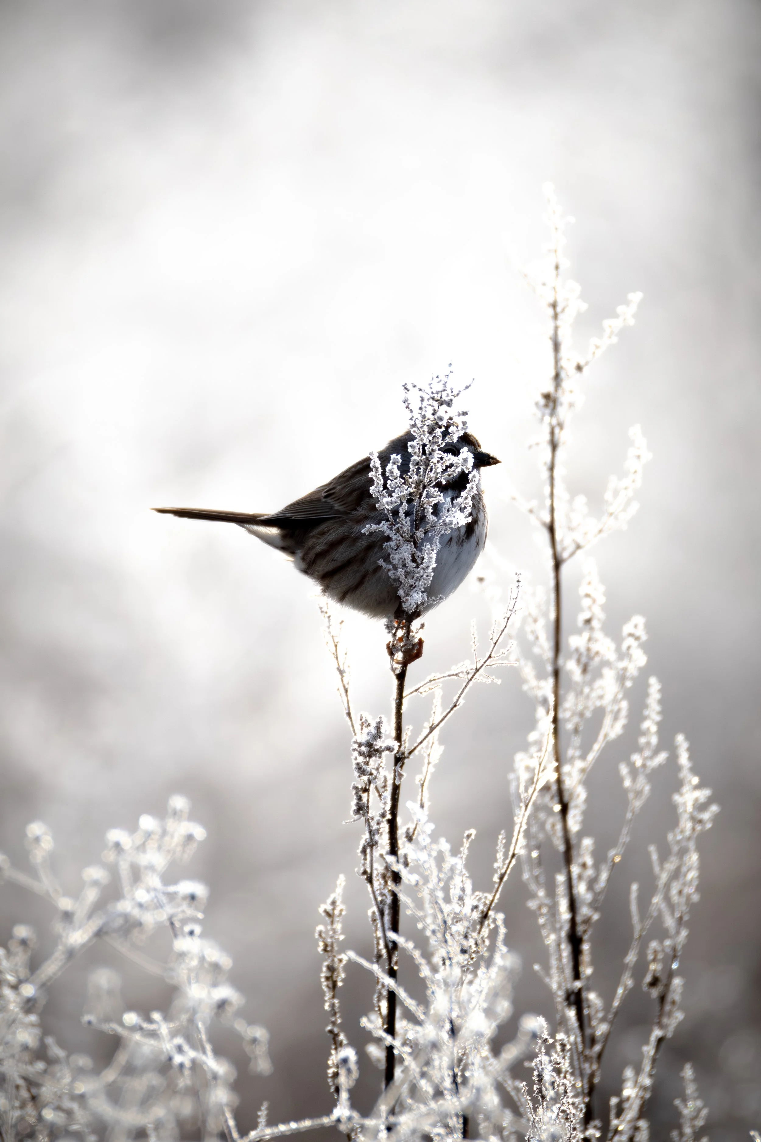 Boise Green Belt - 1-10-26-19.jpg