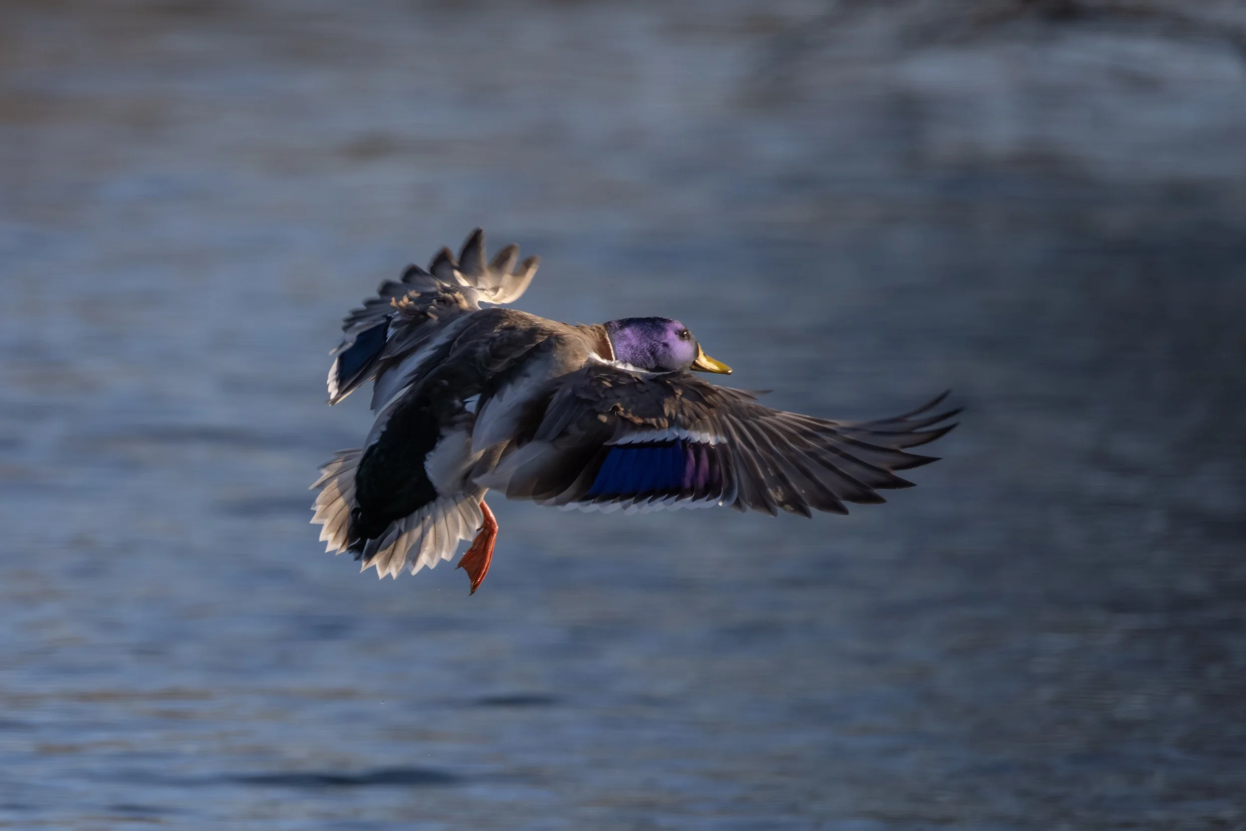 Wilson Springs Pond - 1-24-2026-15.jpg