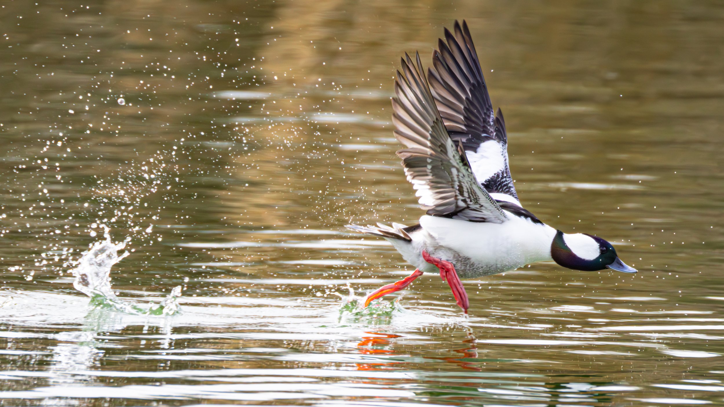 Wilson Springs 3-2-25-5.jpg