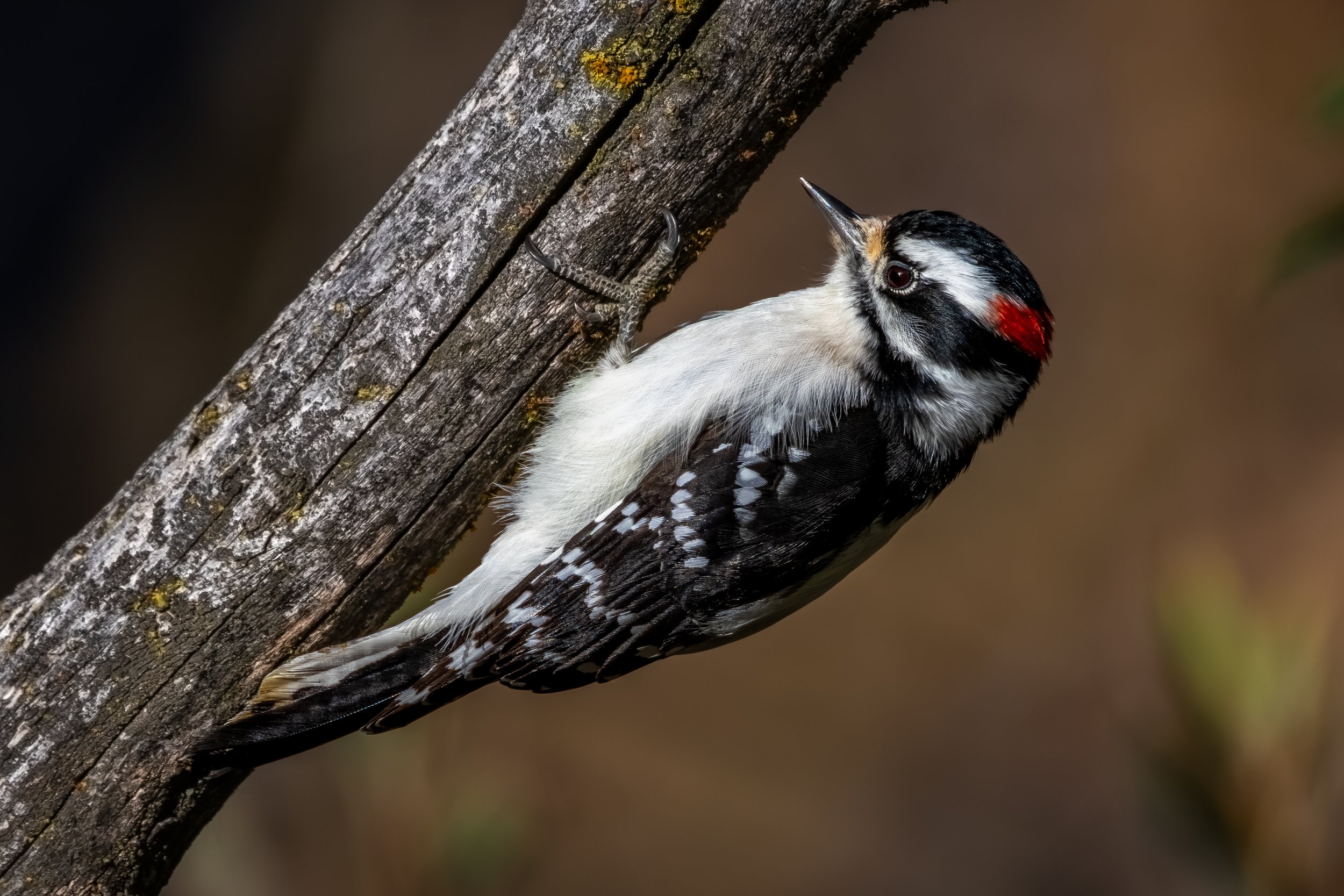 Hidden Springs - 10-18-25-14.jpg