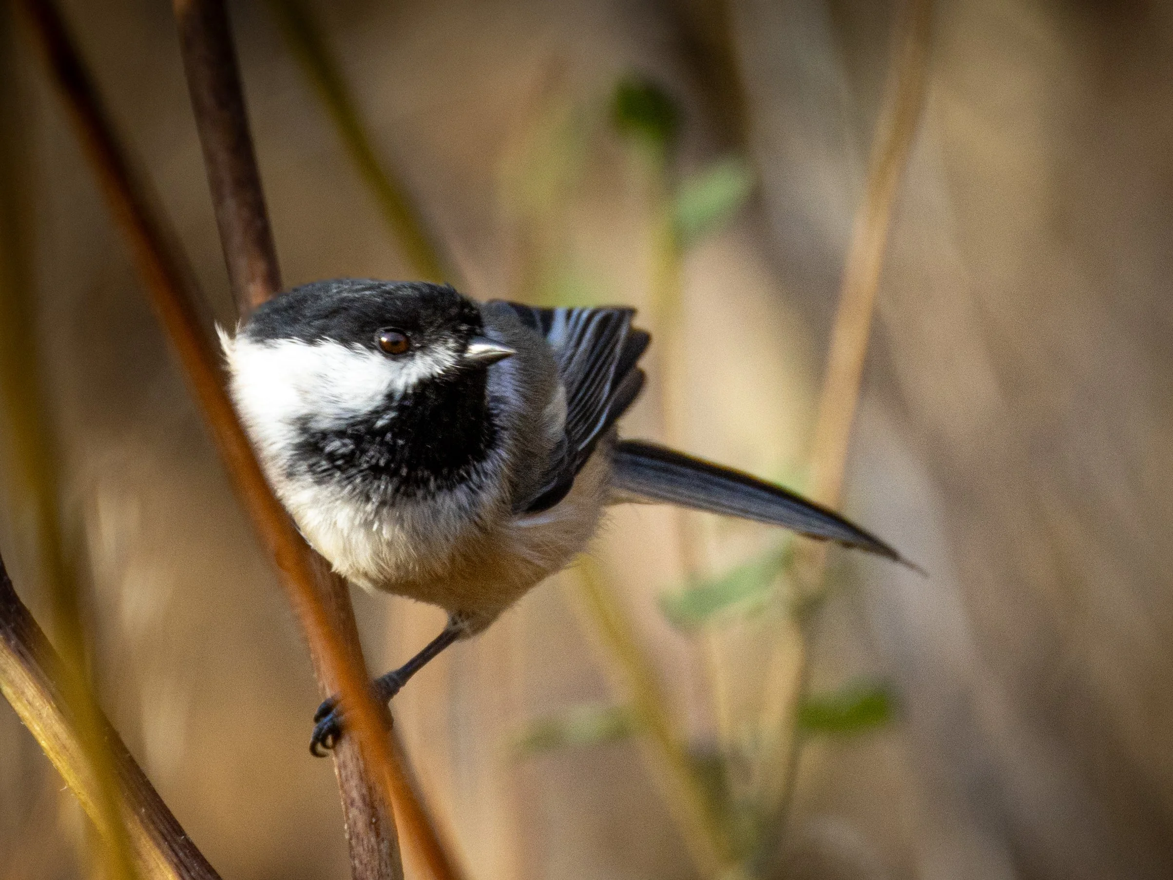 Hulls Gulch - 10-12-2024-34.jpg