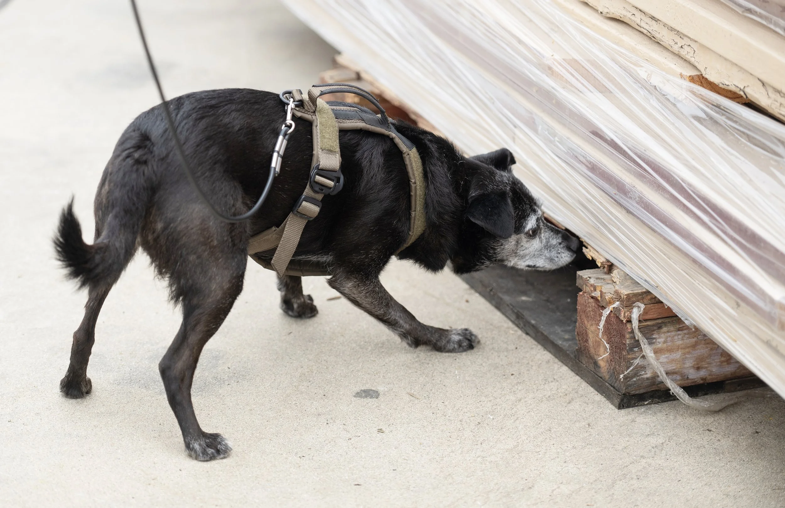 Teach Your Dog to Find Lost Items: Handler Discrimination Explained