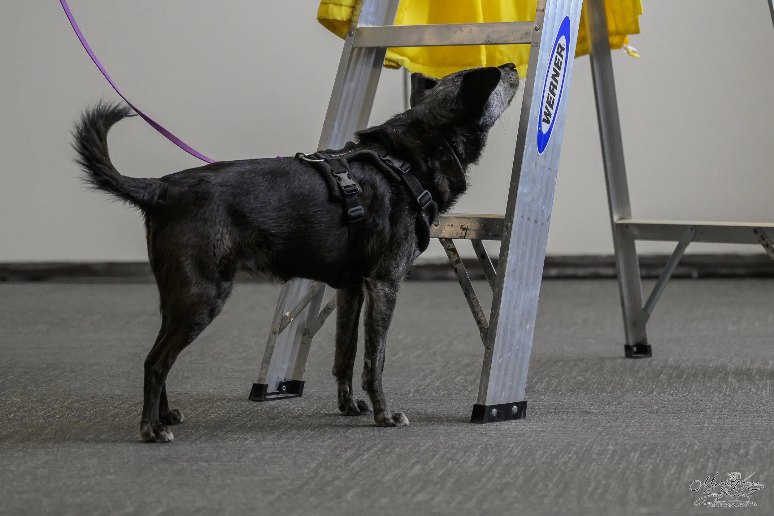 Prim competing in scentwork, sniffing ladder hide