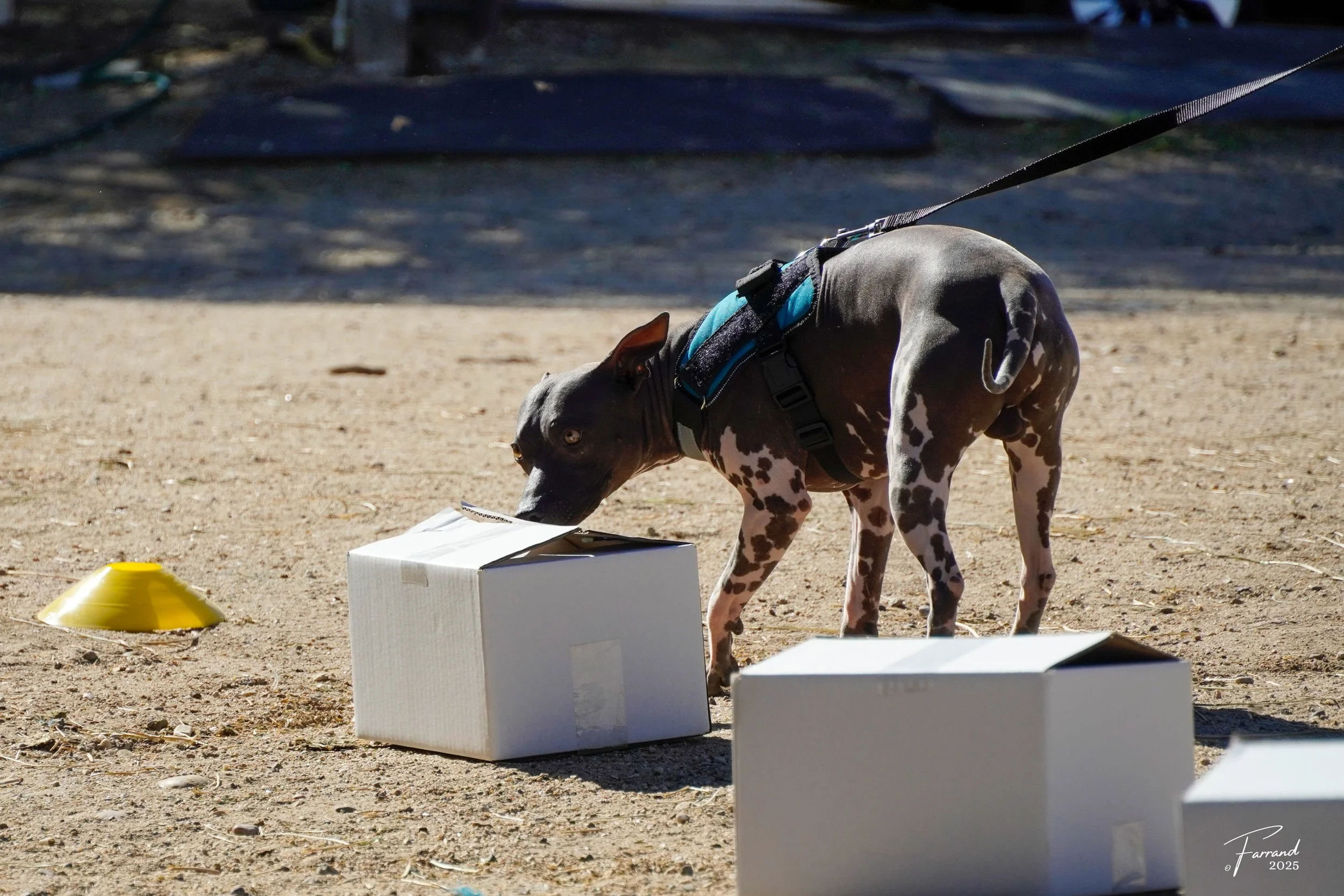 Private Scentwork Lesson