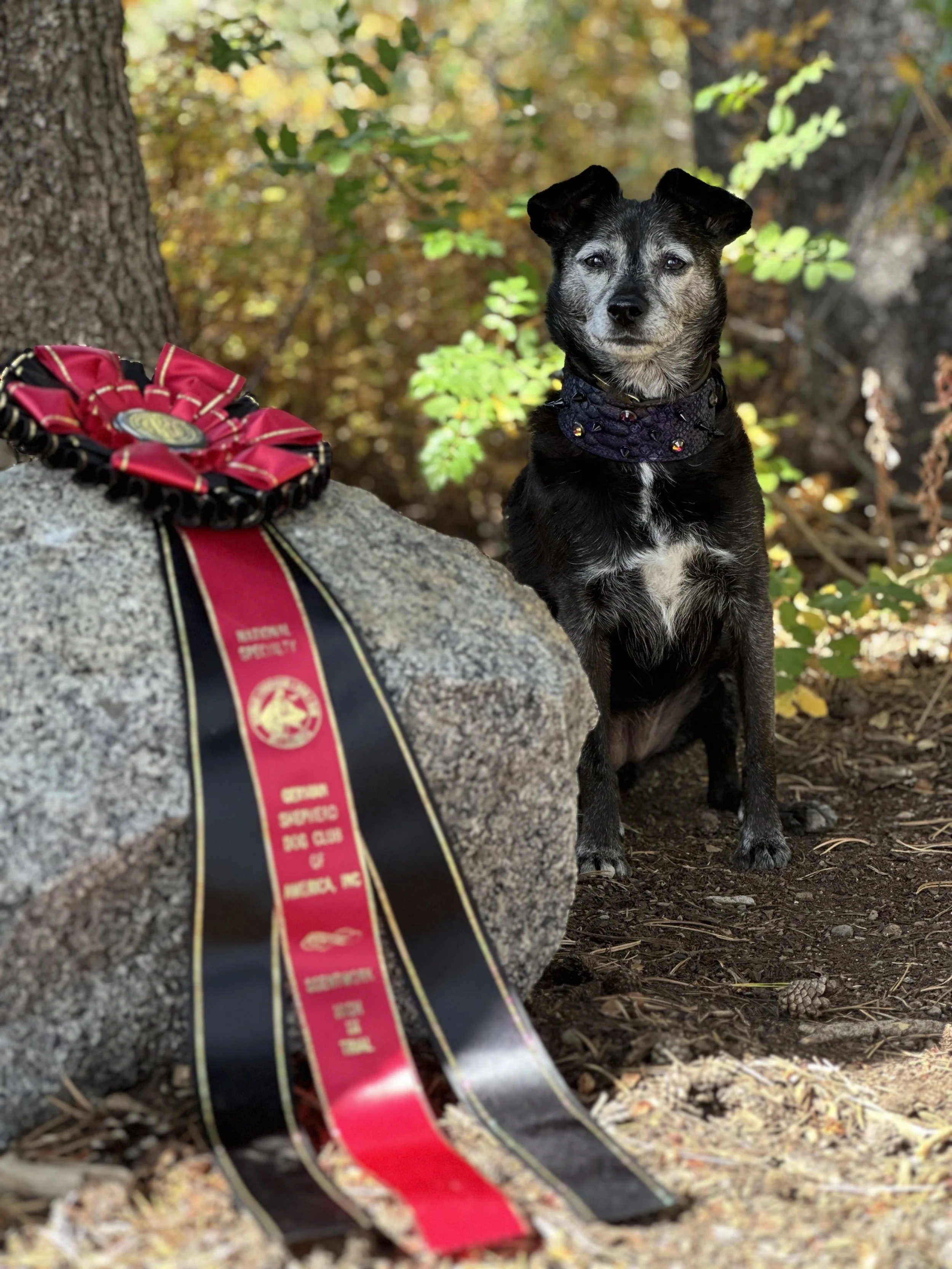 Prim wins high in trial at the German Shepherd Club of America national speciality scentwork trial