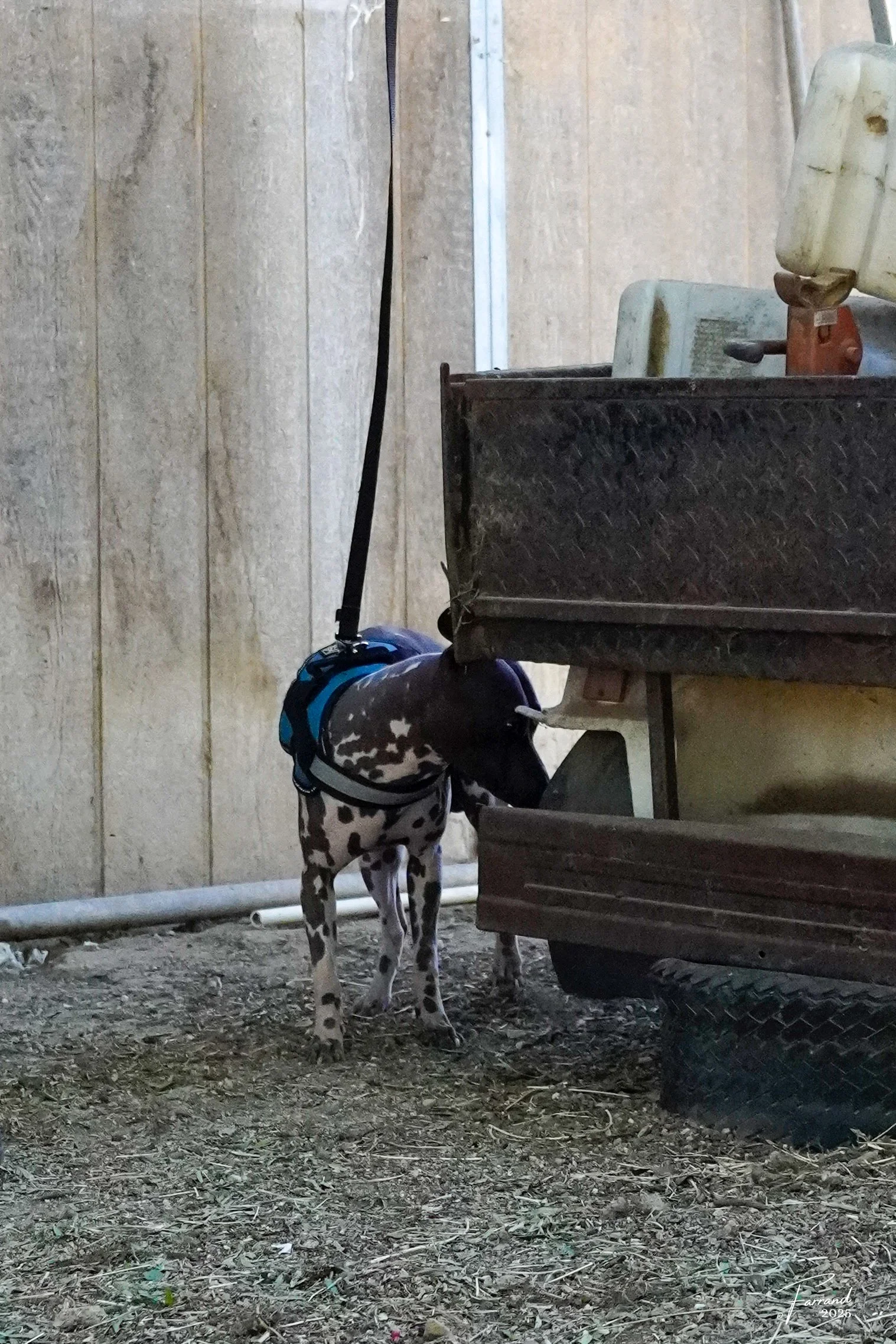 Foundational Scentwork Class