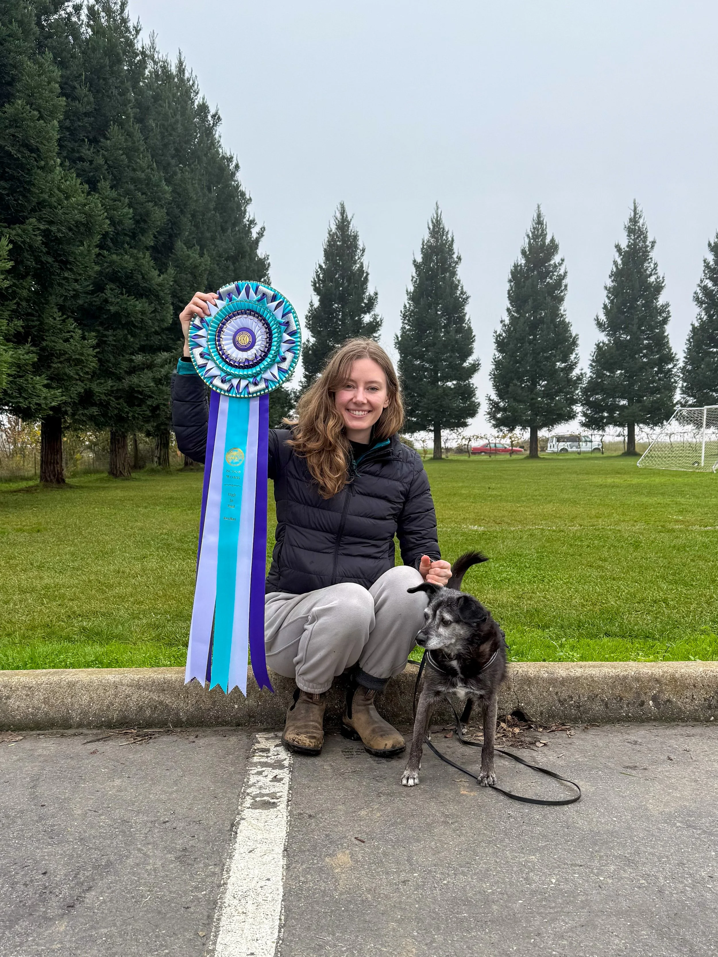 Prim wins High in Trial at Staffordshire Bull Terrier Club of America scentwork trial December 2025