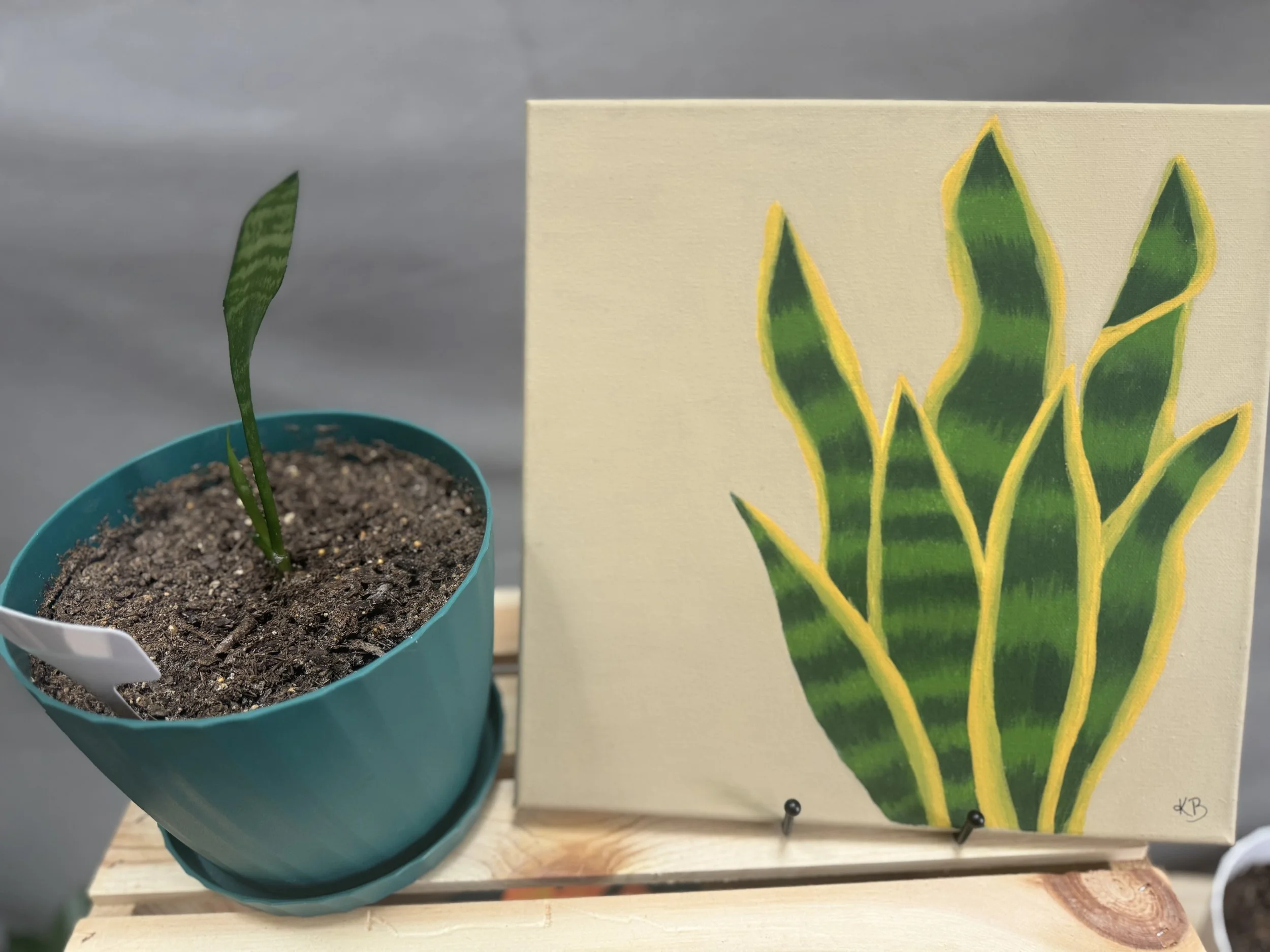 A young plant in a blue pot with soil next to a painting of a plant with green stripes and yellow edges.