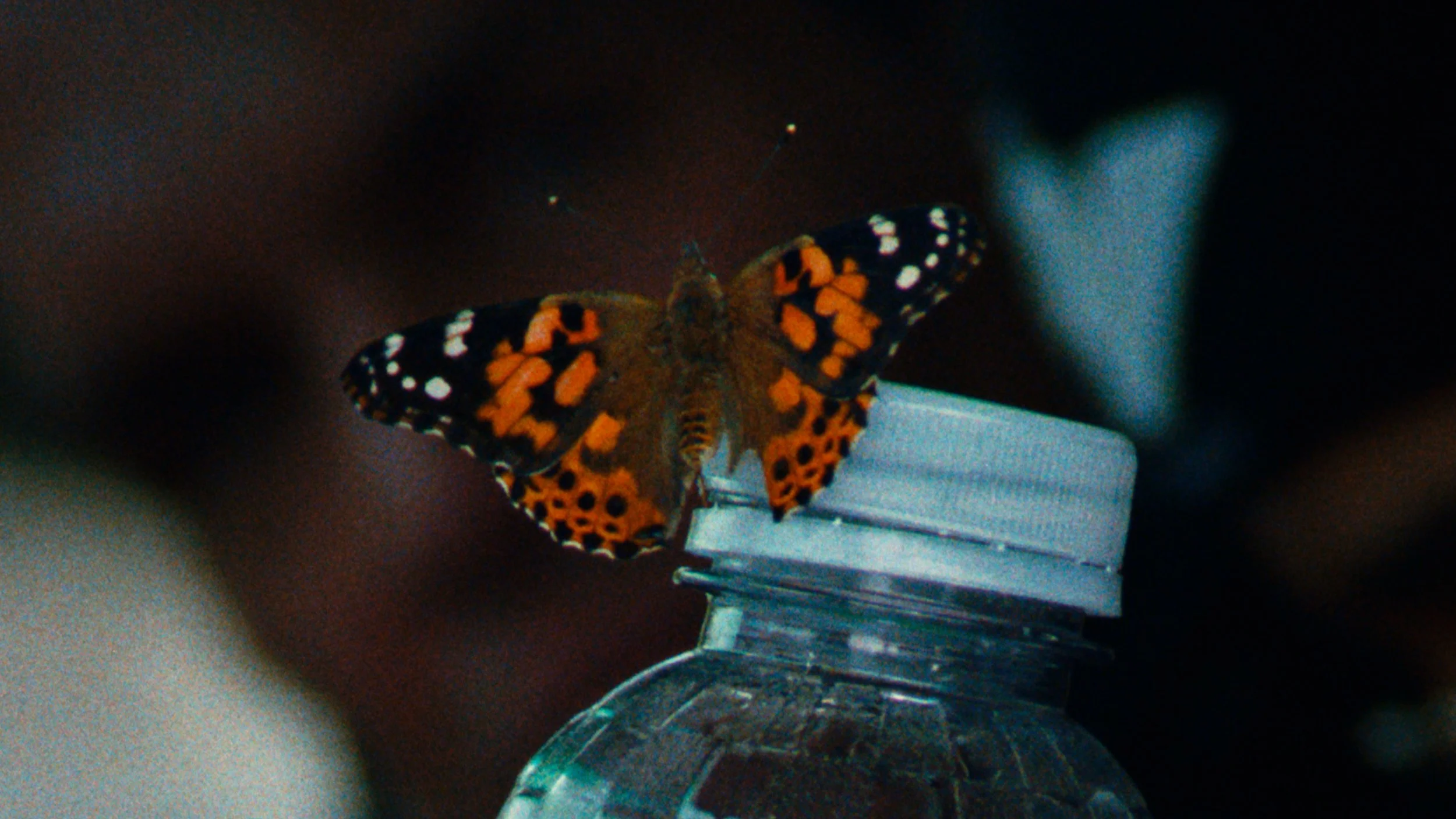 A butterfly with orange, black, and white patterned wings perched on a clear plastic bottle cap.