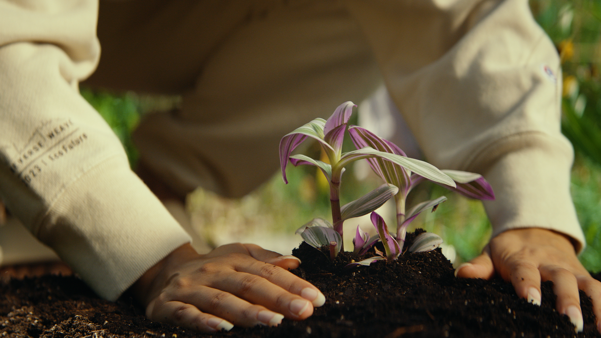 A person planting a small, purple and green striped plant in dark soil outdoors.
