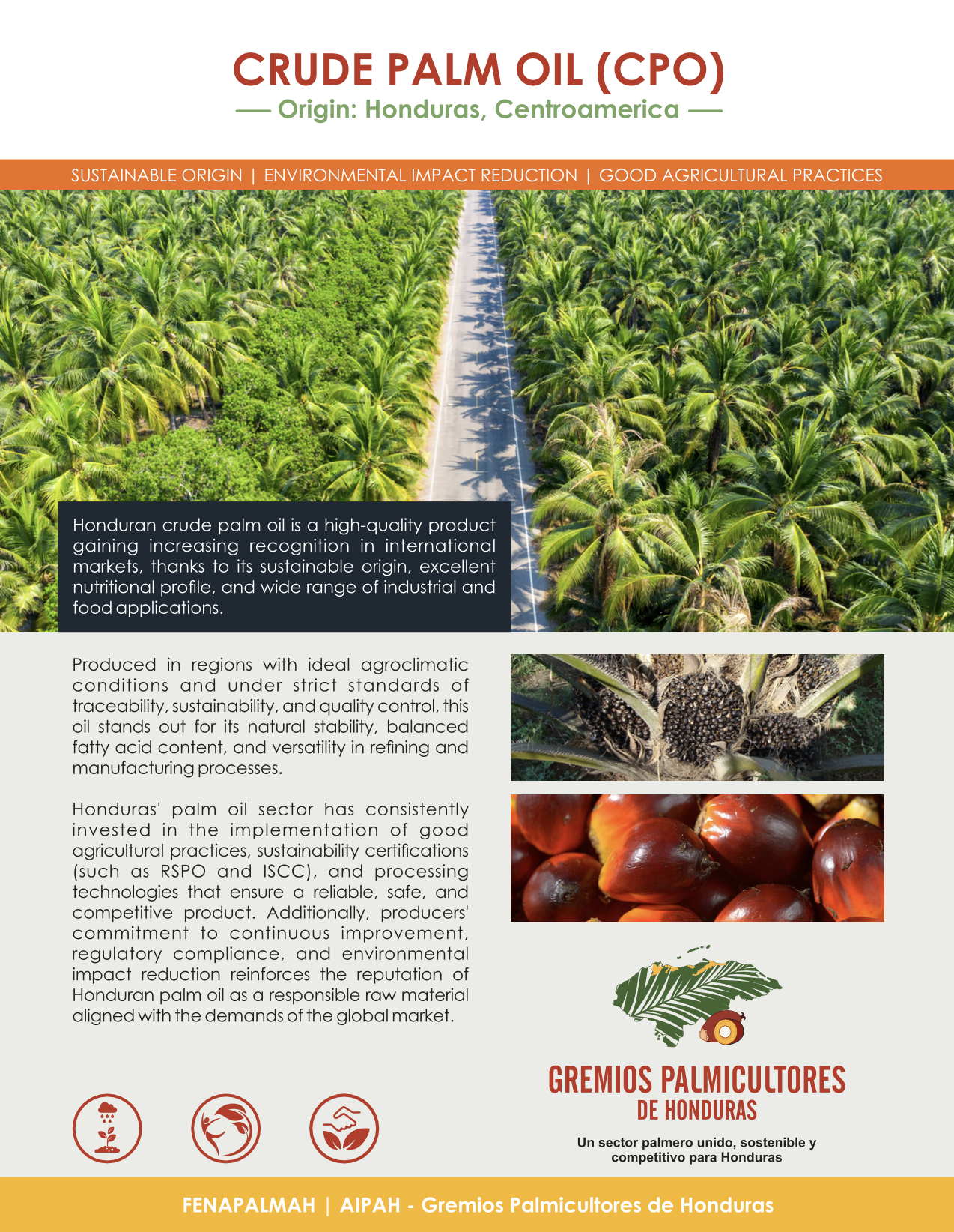 Infografía sobre el aceite de palma crudo de Honduras, con imágenes de palmeras, palmitos y fruta de palma, y texto explicativo del producto y su producción sostenible en Honduras.