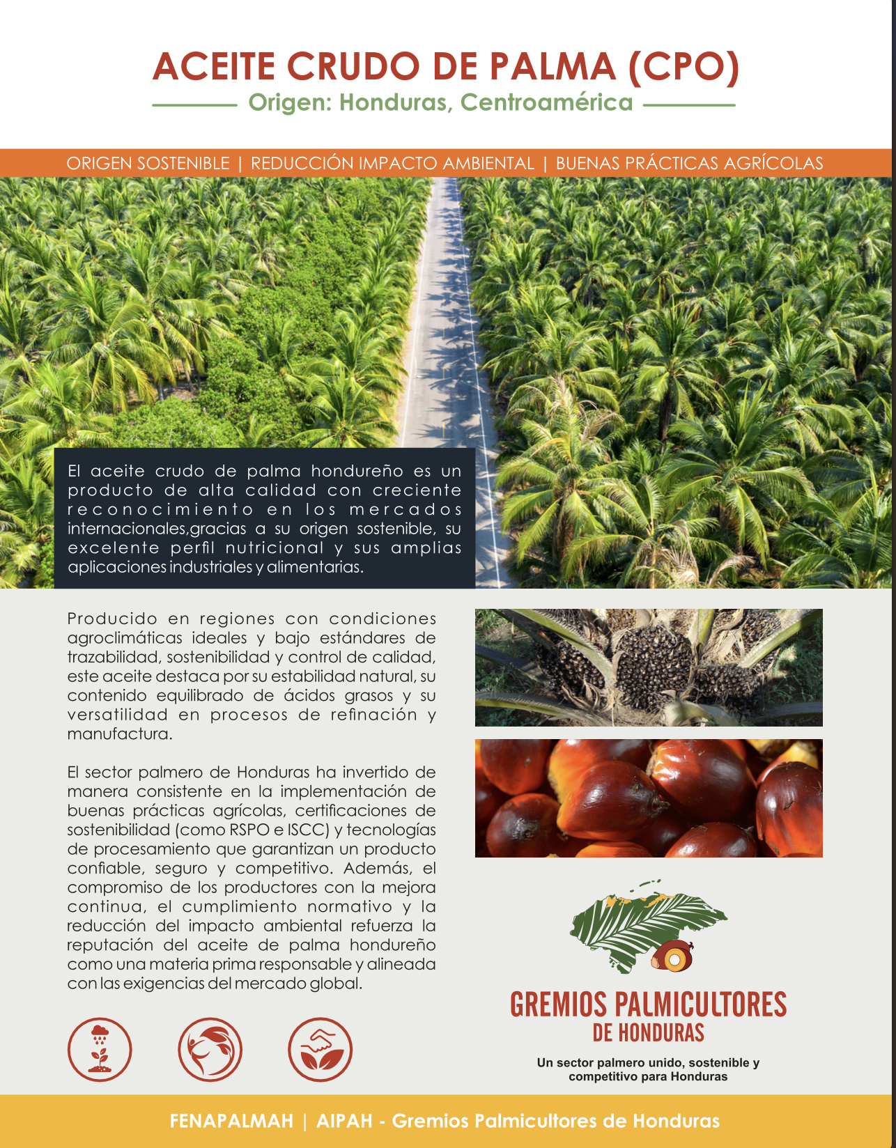 Información sobre el aceite crudo de palma hondureño, incluyendo imágenes de un campo de palmas, la planta de palma y las semillas del fruto.