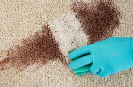 Hand wearing a blue glove cleaning a carpet with a cloth.