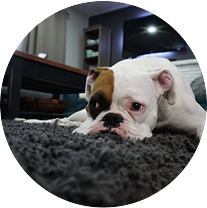 Carpet and Upholstery Cleaning Sutherland Shire