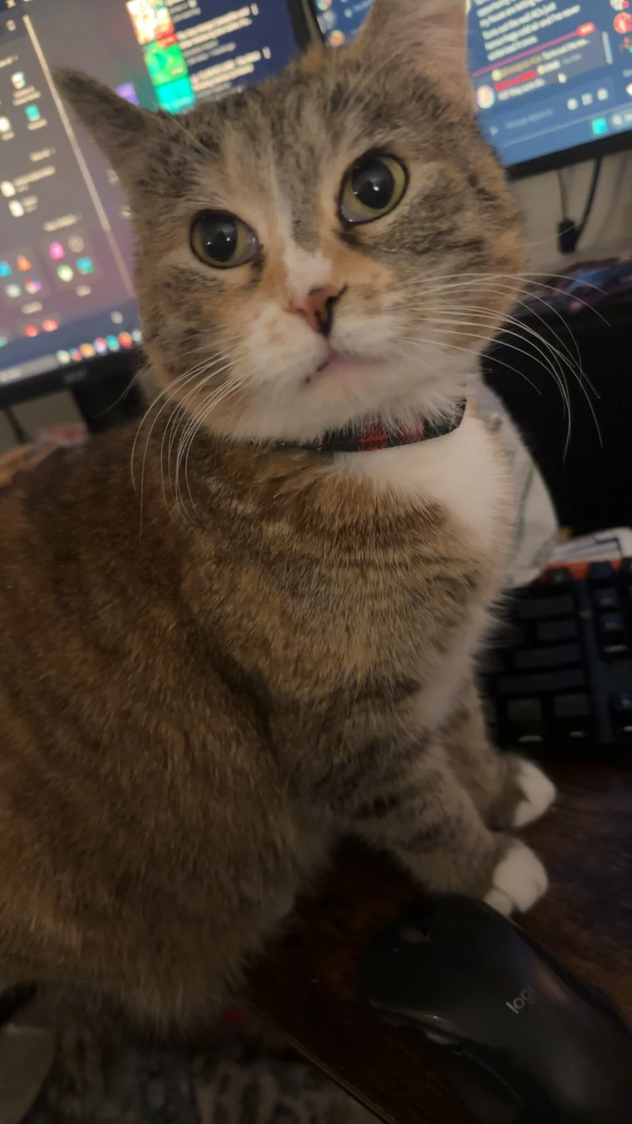 Image of Pippin Heitz