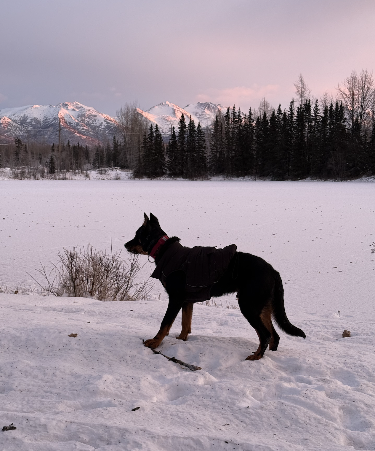 A dog wearing a black coat standing on snow with mountains and trees in the background during sunset