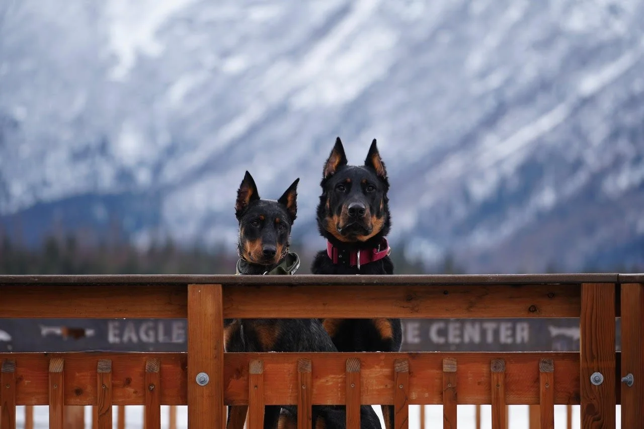 Foundations: Adventure Ready Obedience