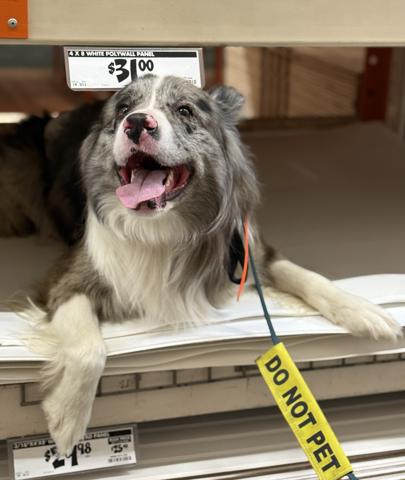 A happy Australian Shepherd dog lying on a store shelf with a 'Do Not Pet' sign attached to its collar.