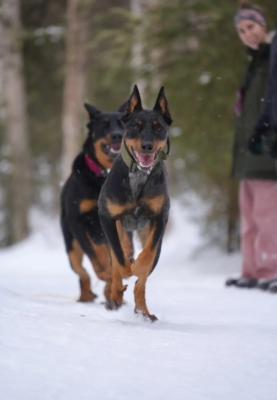 Off-Leash Freedom: E-Collar Training
