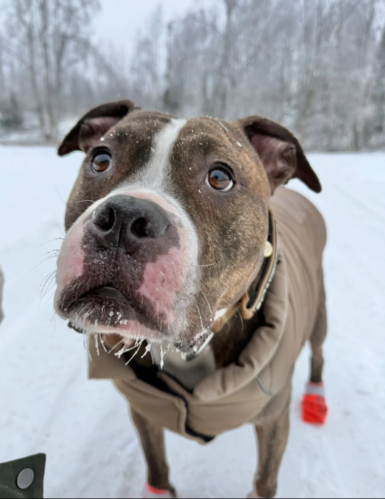 Close-up of a brown and white dog in a snowy outdoor setting, wearing a tan jacket and red booties, with a curious expression and snow on its face.