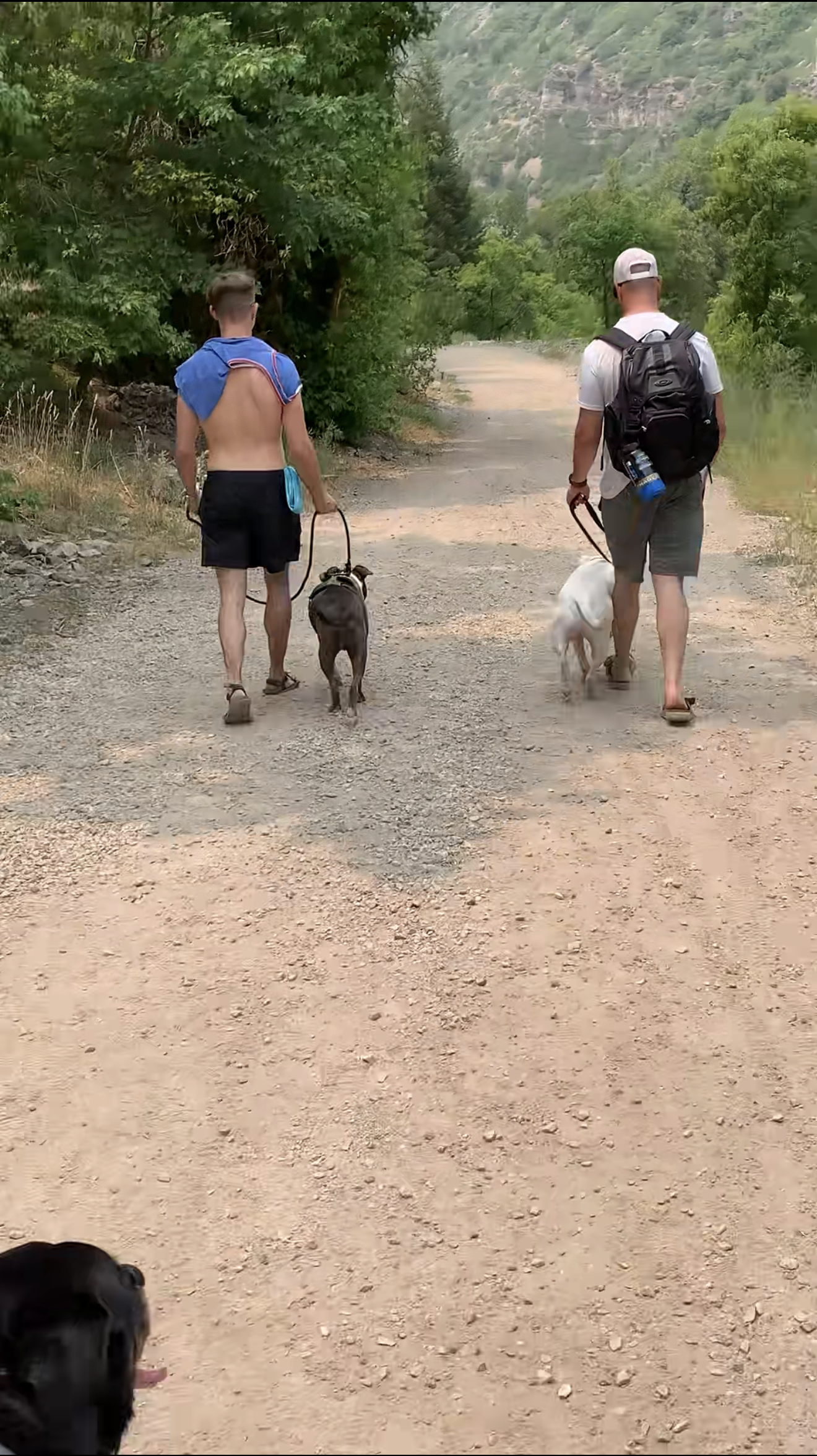 Two men walking on a dirt trail in a forested area with mountains in the background, each walking a dog.