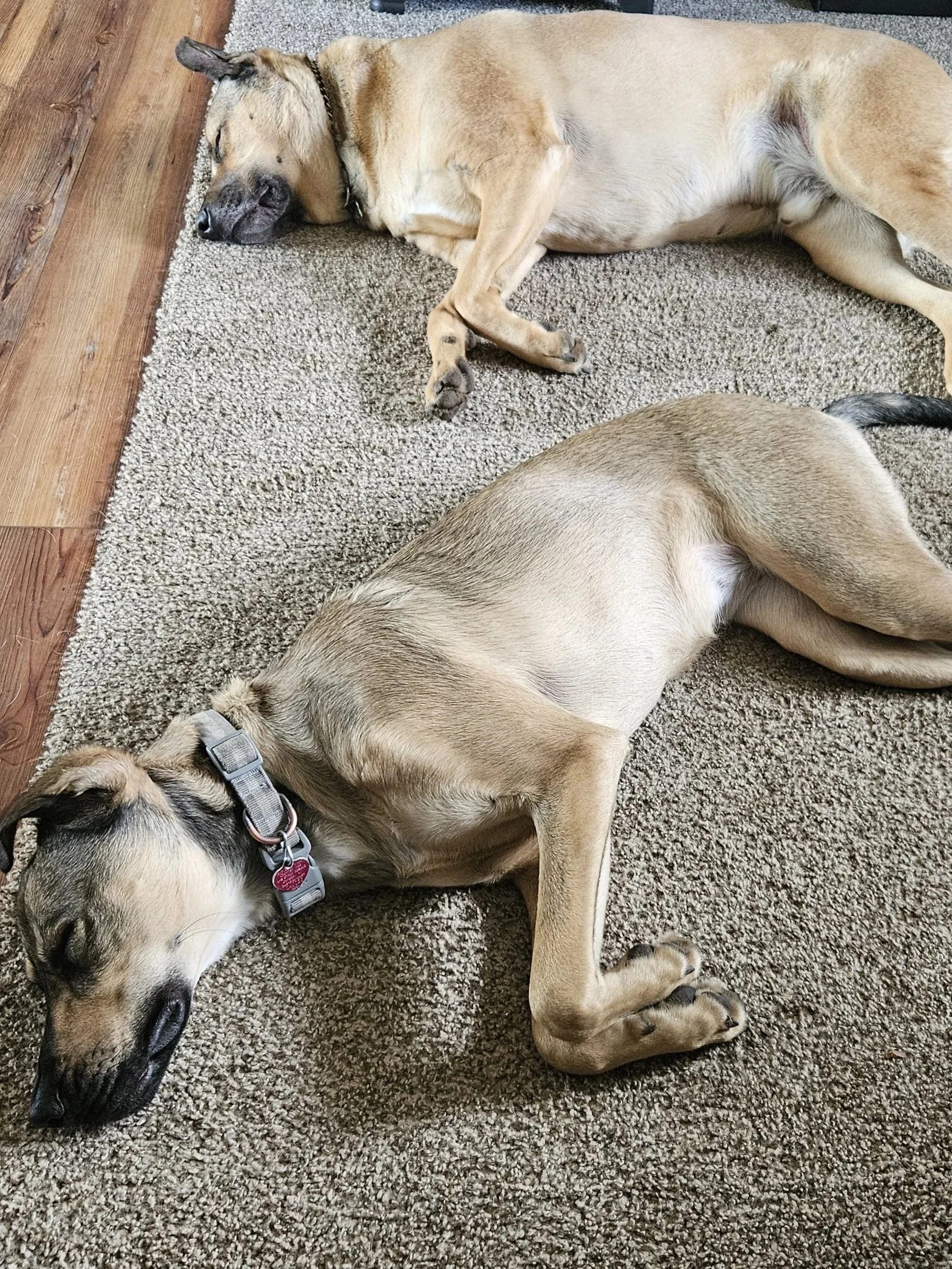 Additional Pack Member