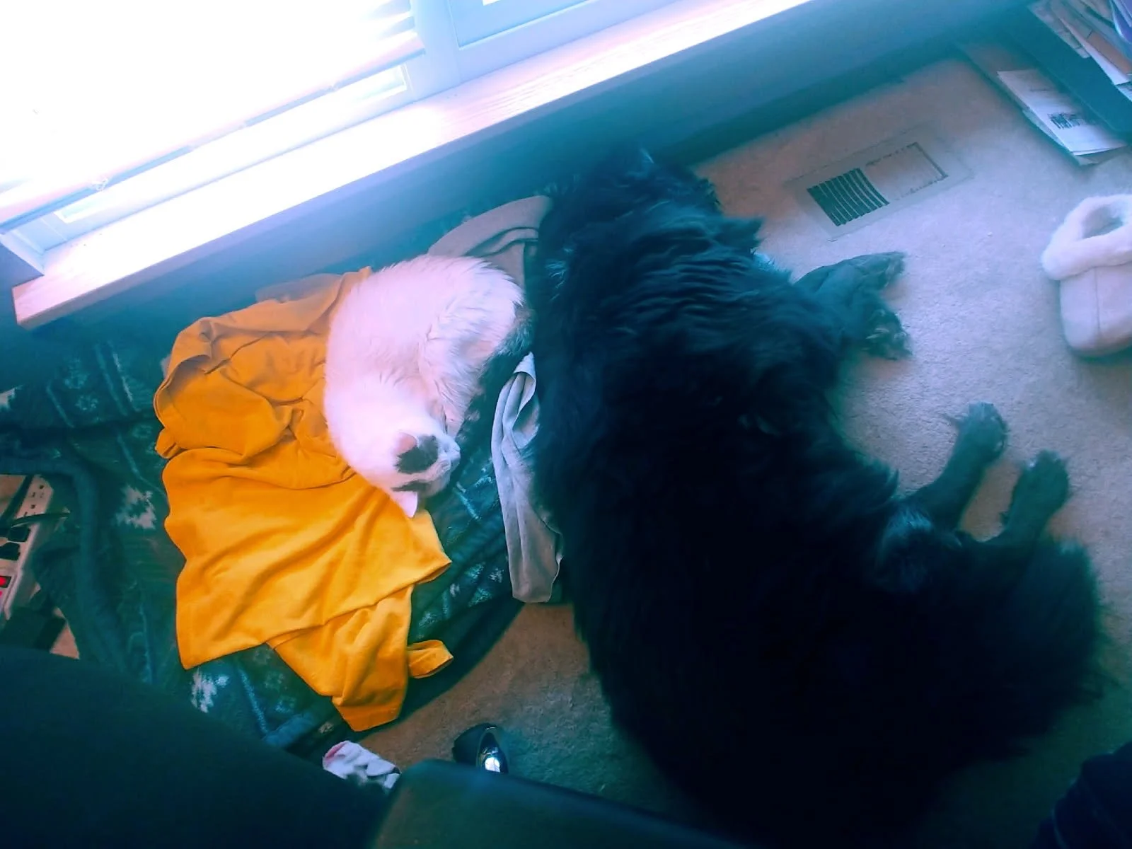 Pack Home Visit (60-Minute)