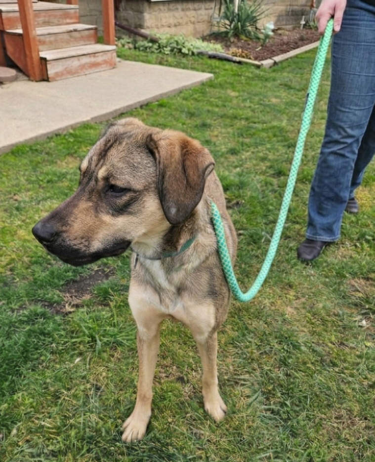 Dog Walking Service (15-Minutes)