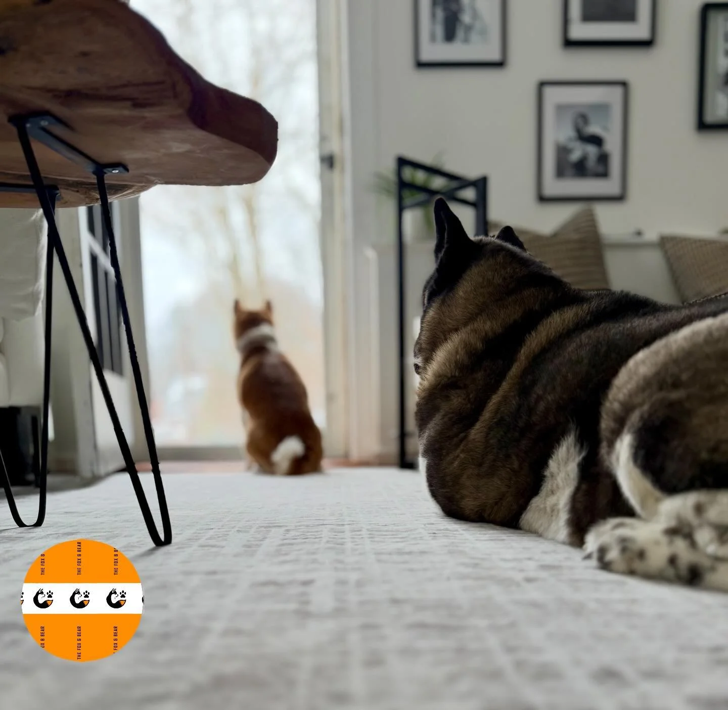 Some stand in front.
Some stand behind.

But they always stand with you.

#foxandbear #love #akita #shibainu #dogbrand