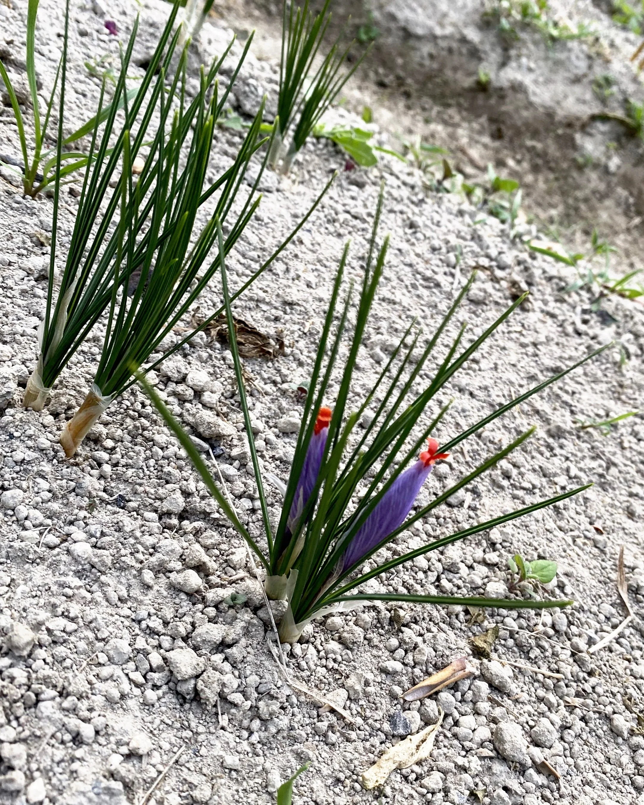 Purple crocus flowers with orange-red stigma emerging from the dirt in a garden bed.