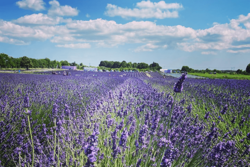 lavanda01.png