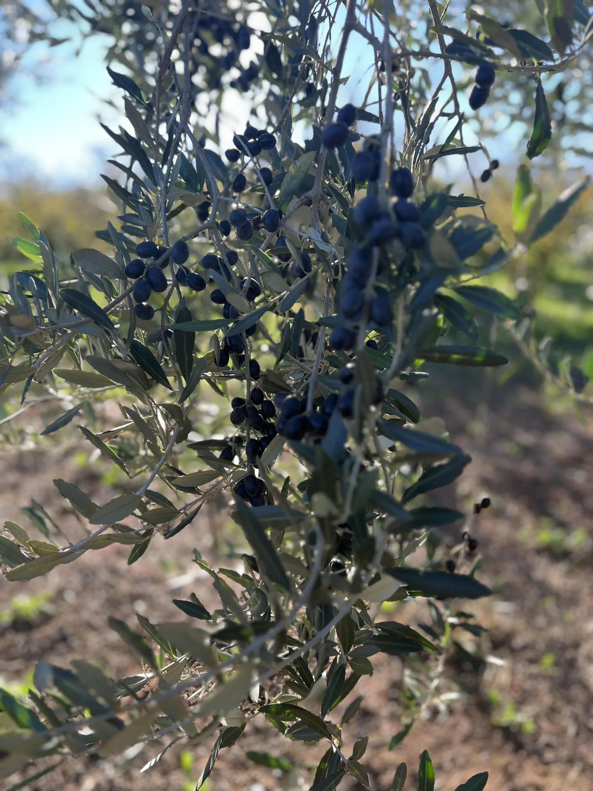 A close-up of a bush with small dark berries and slender green leaves, outdoors with a blurred background.