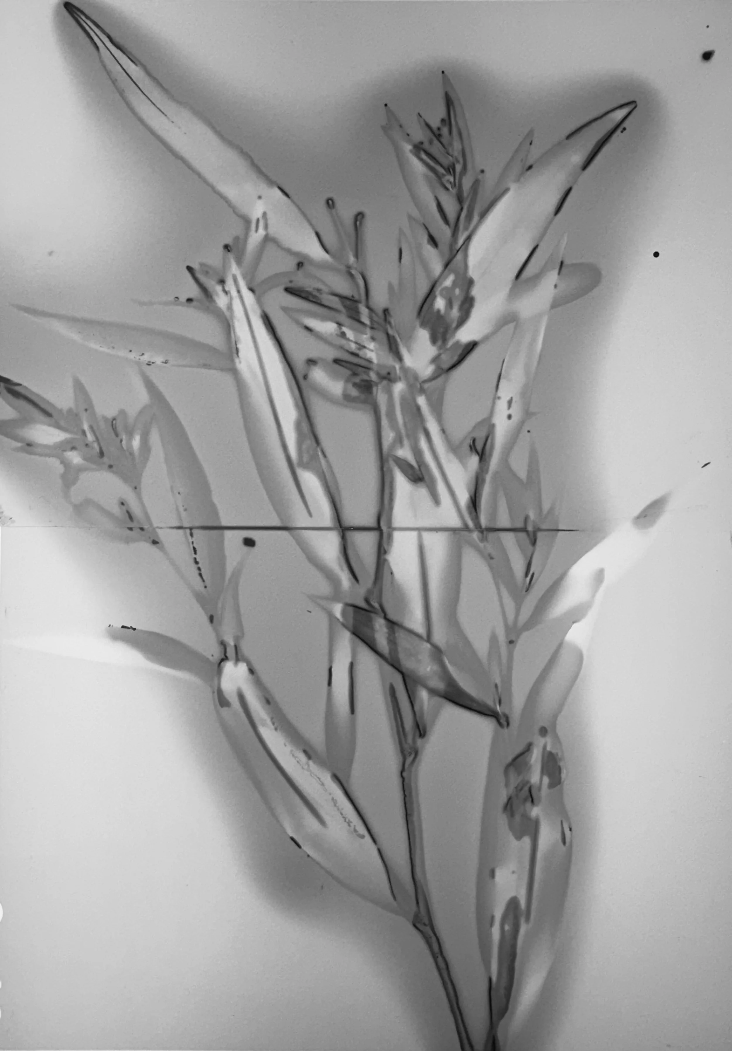 Martha_wakefield_EtherealNature_leaf2_Lumen_IMG_5268.jpg