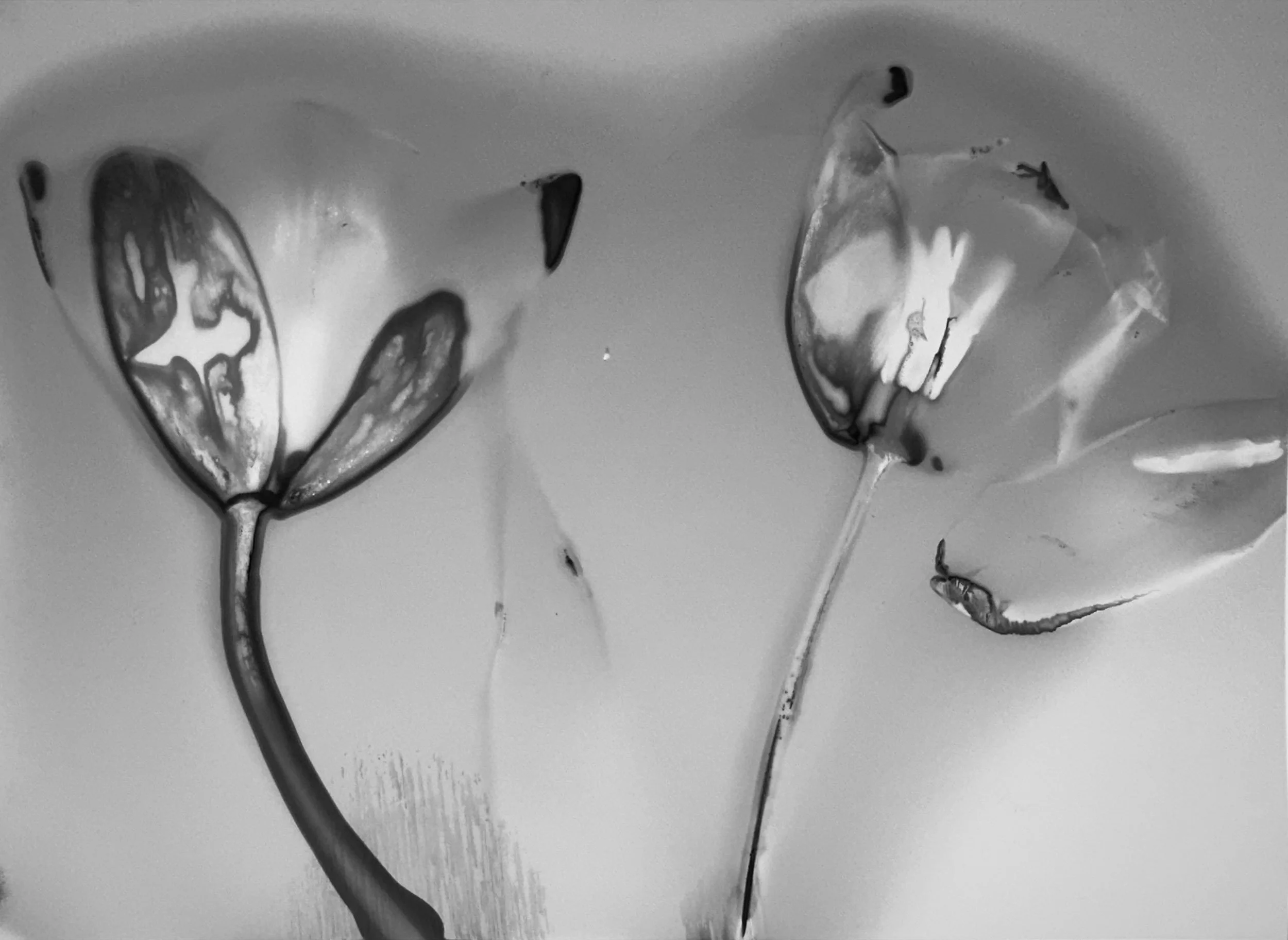 Tulip