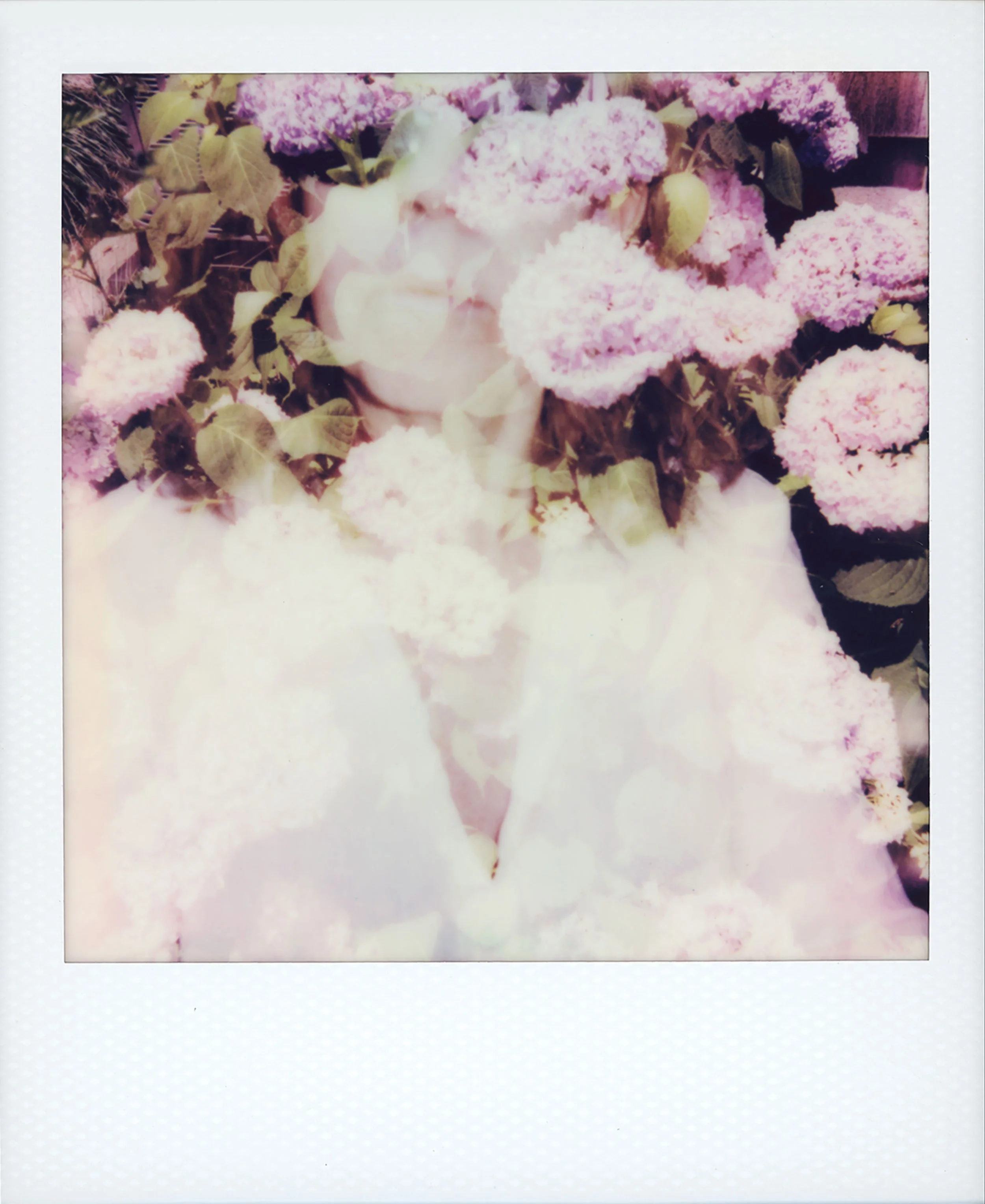 Head in the Hydrangeas - double exposure self portrait, 4.25 x 3.5 inches