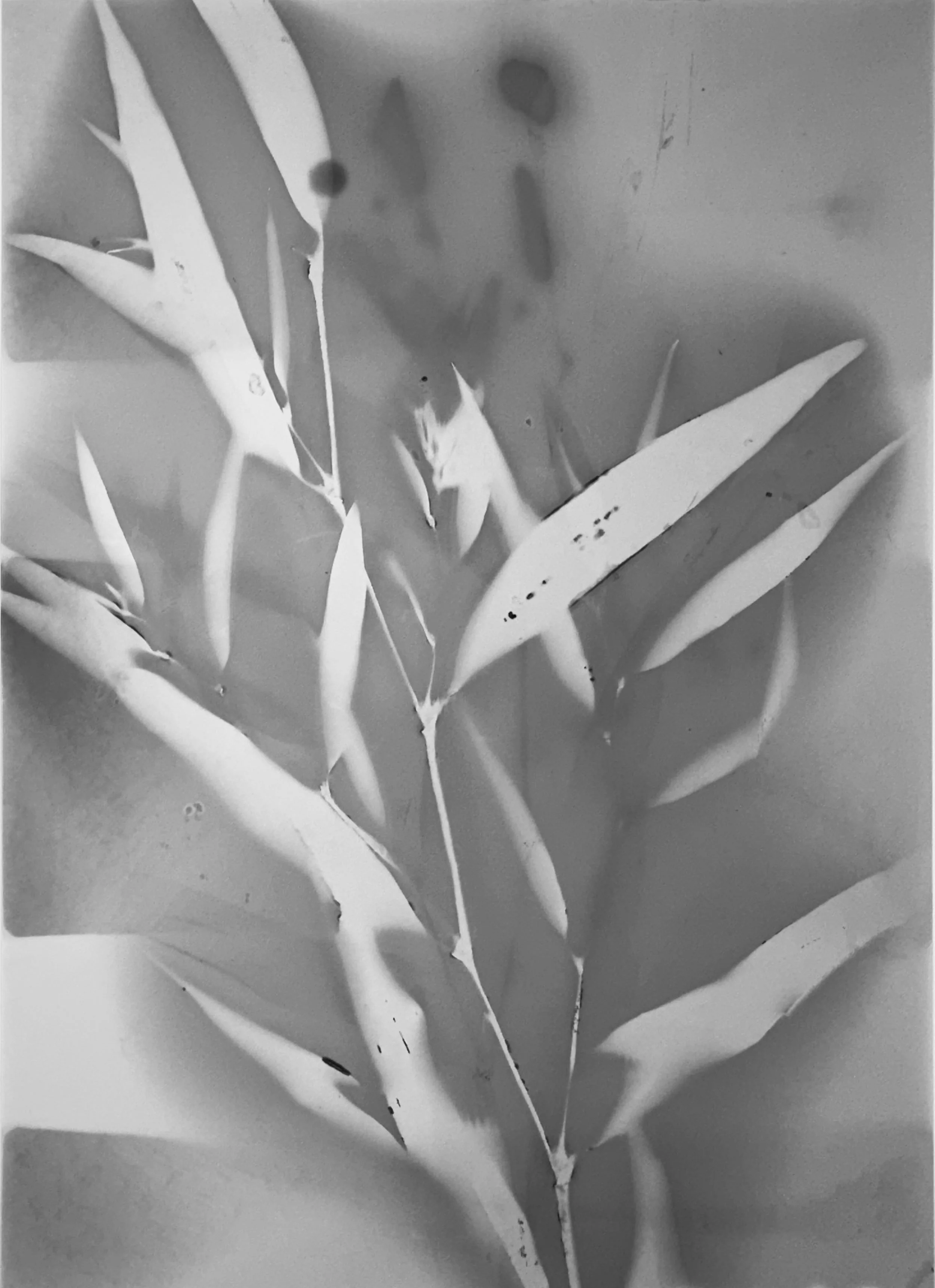 Martha_Wakefield_EtherealNature_leaf_Lumen_IMG_5270.jpg