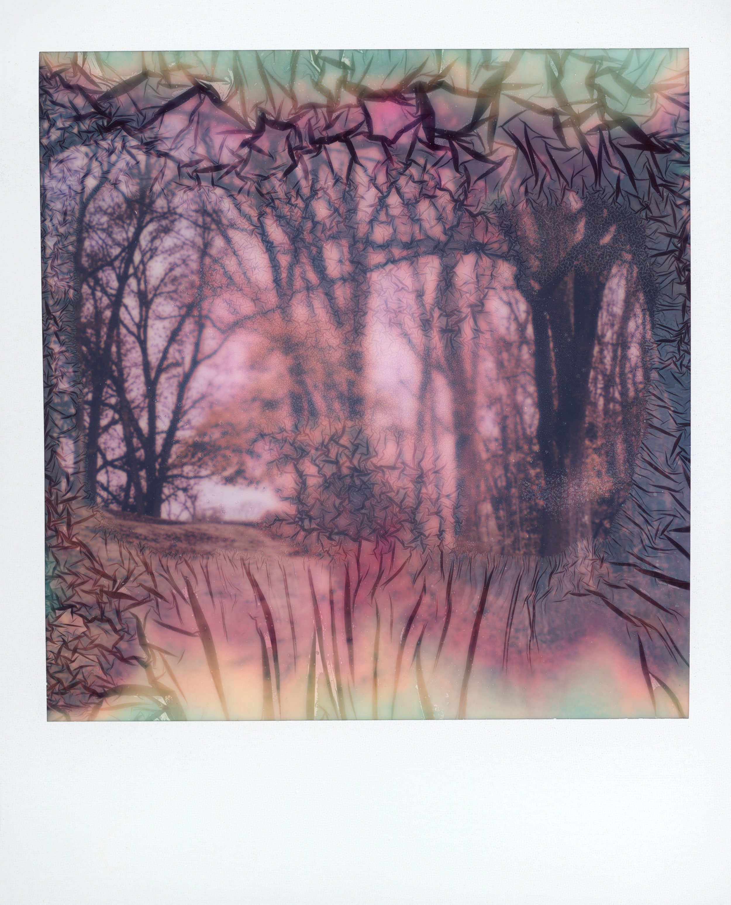 Woodland Path - manipulated Polaroid, 
4.25 x 3.5 inches