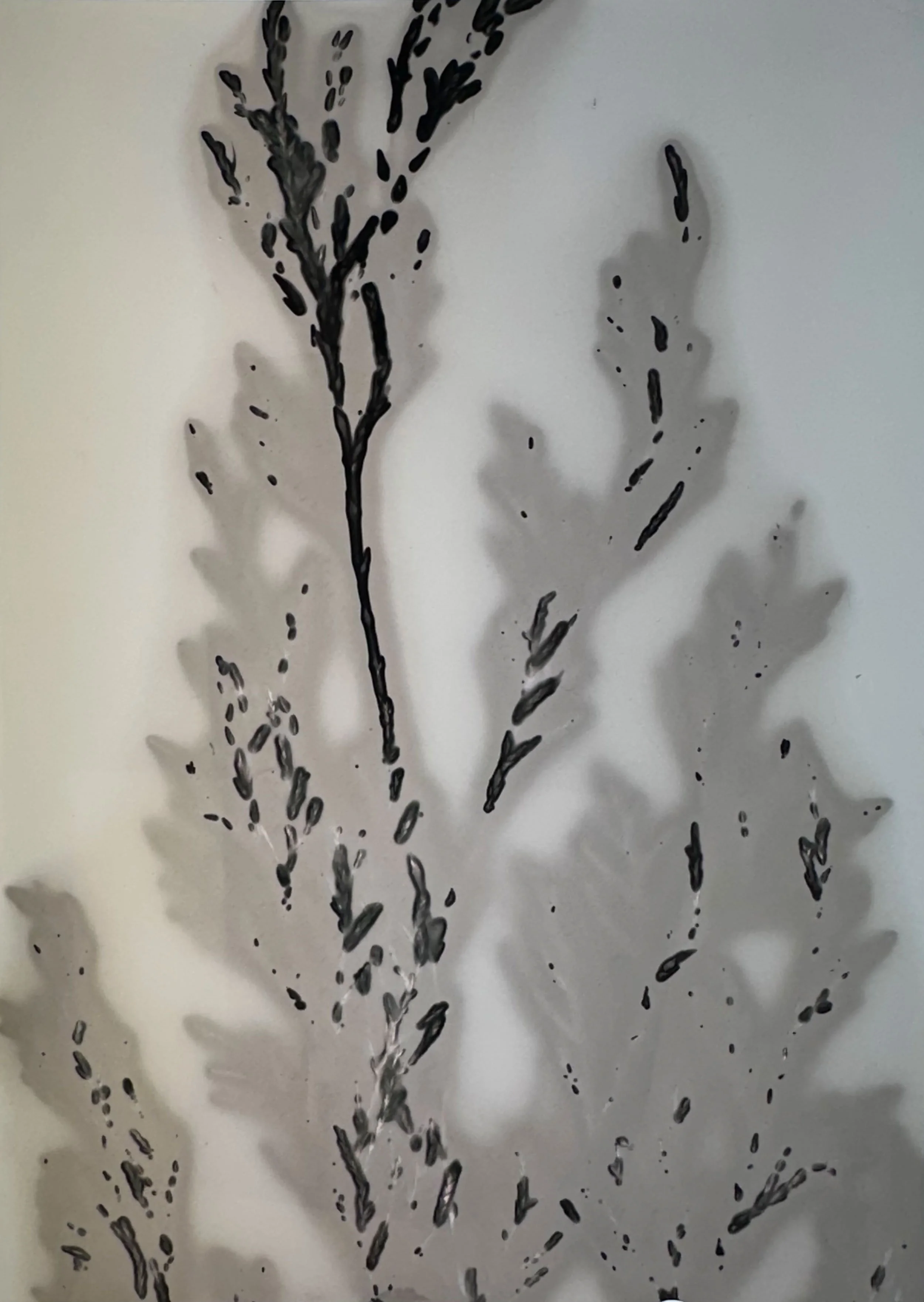 Martha_Wakefield_EtherealNature_Evergreen_IMG_4851.jpg