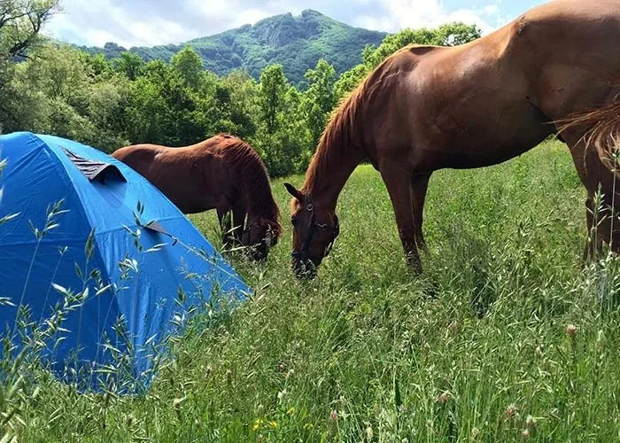 Camping Trip