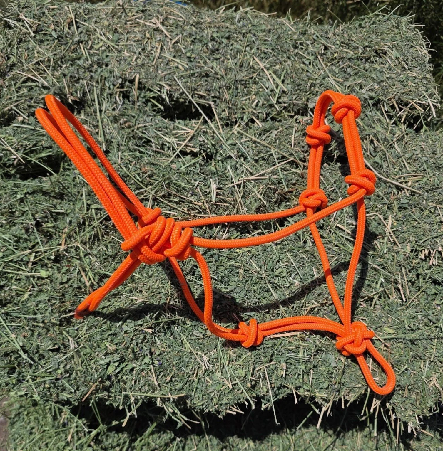 17287.jpg