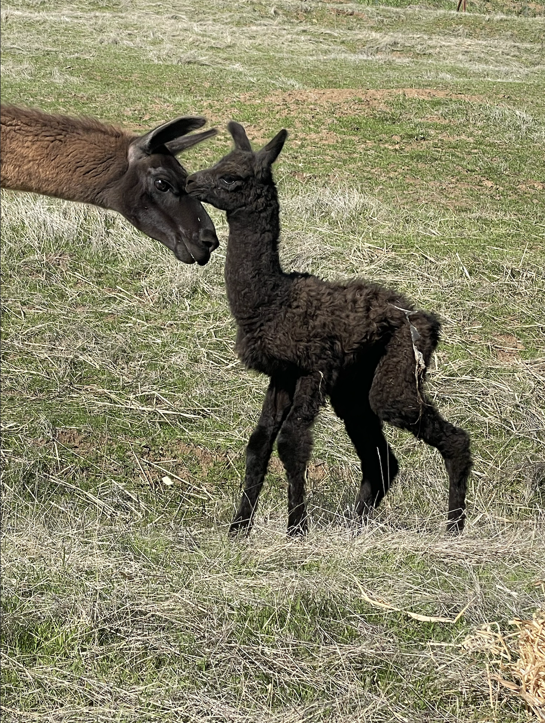 Screenshot 2026-03-03 at 4.34.24 PM.png