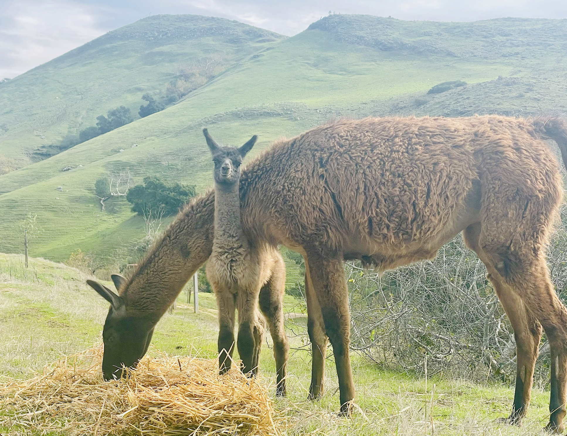 Screenshot 2026-03-03 at 4.35.04 PM.png