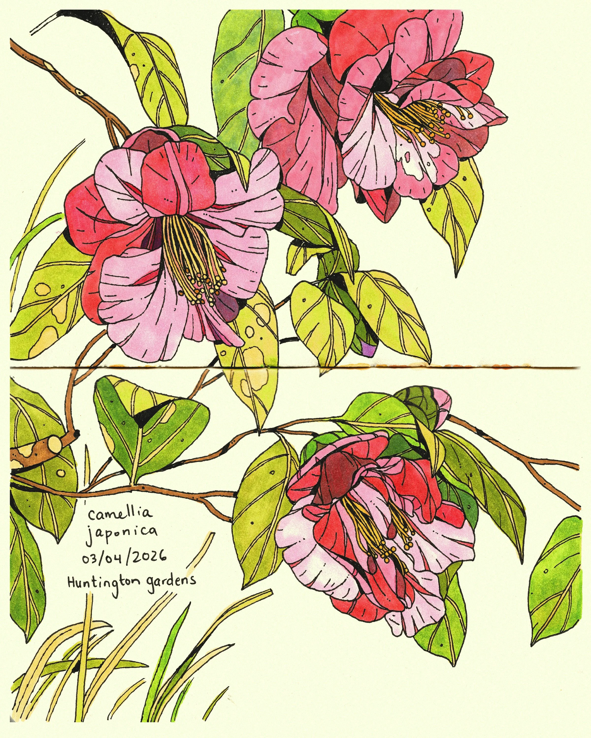 camelliasmarch.jpg