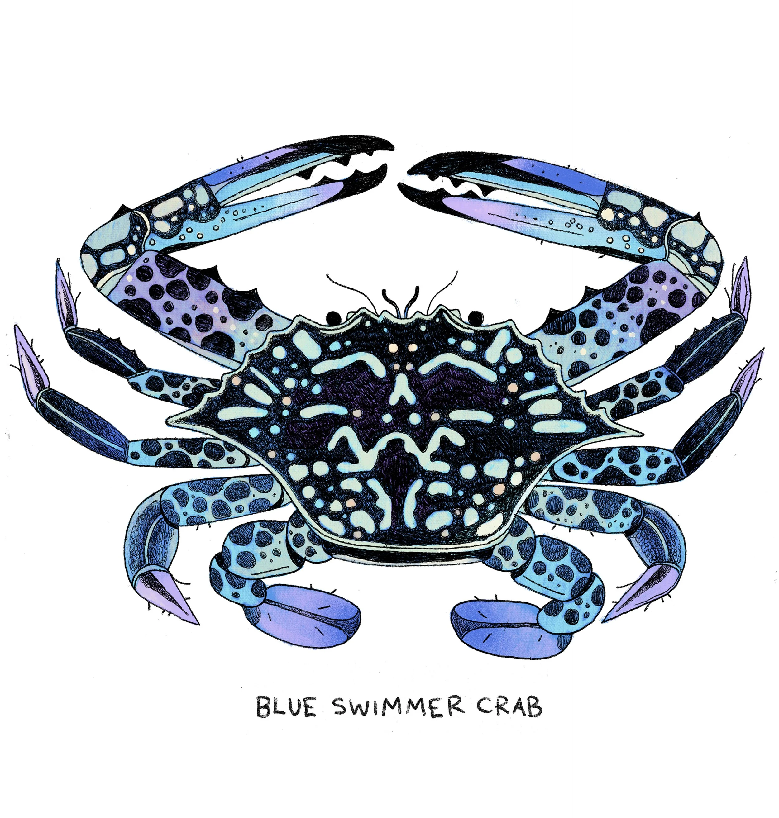 blueswimmercrab_whitebg.jpg